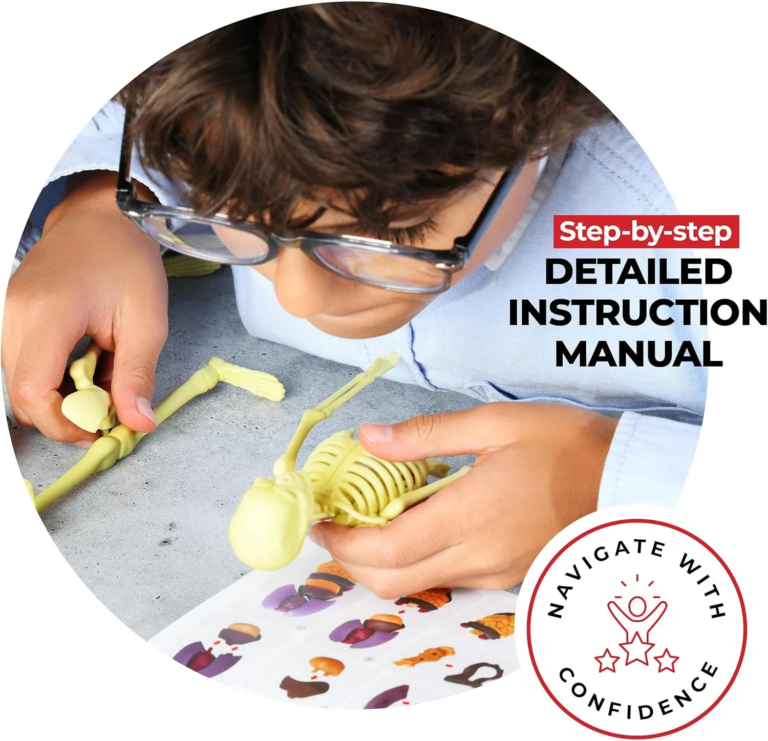 مدل آناتومی بدن انسان Rovox - اسکلت و تنه جداشدنی برای کودکان و نوجوانان - مجموعه کامل 30 قطعه آناتومی - قد 11 اینچ