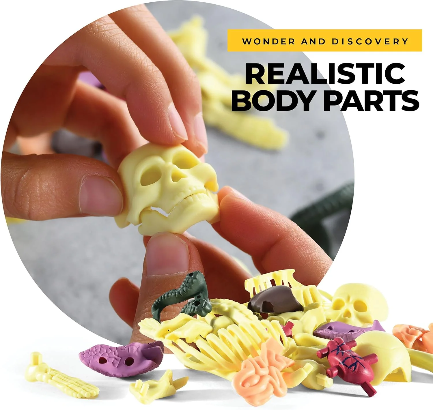 مدل آناتومی بدن انسان Rovox - اسکلت و تنه جداشدنی برای کودکان و نوجوانان - مجموعه کامل 30 قطعه آناتومی - قد 11 اینچ