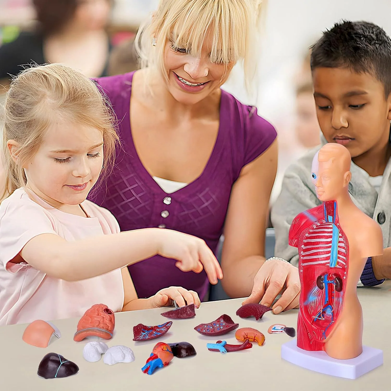 مدل بدن انسان TERRIFI برای کودکان، مدل آناتومی تنه انسان با 15 قطعه جداشدنی، اعضای بدن برای کودکان نوپا، اسباب بازی های آموزشی پیش دبستانی، مناسب برای سنین 4 سال به بالا، آموزش دانشجویان پزشکی، نمایش آموزشگاهی (11 اینچ) مدل بدن انسان TERRIFI برای کودکان، مدل آناتومی تنه انسان با 15 قطعه جداشدنی، اعضای بدن برای کودکان نوپا، اسباب بازی های آموزشی پیش دبستانی، مناسب برای سنین 4 سال به بالا، آموزش دانشجویان پزشکی، نمایش آموزشگاهی (11 اینچ)