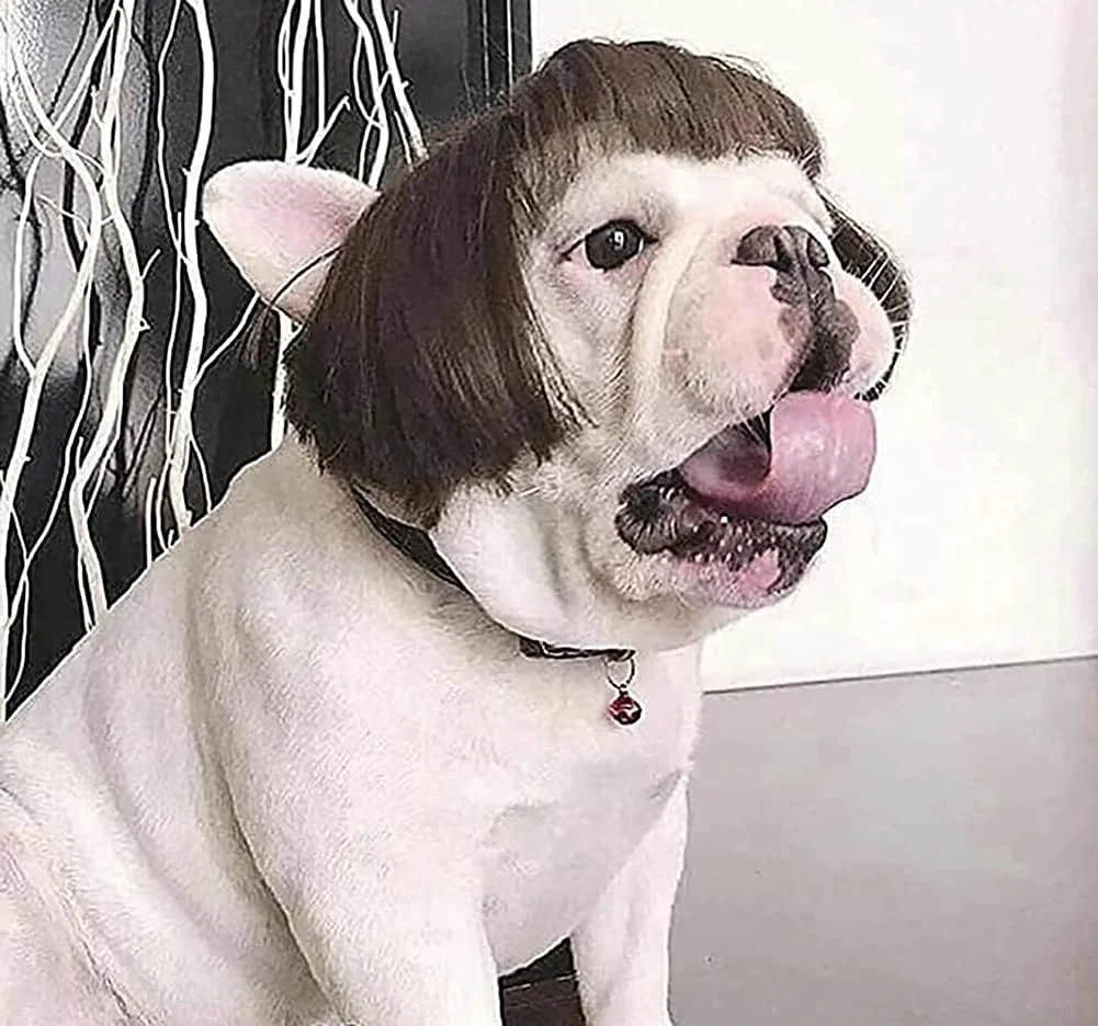 کلاه گیس سگ KASTWAVE، لوازم جانبی مصنوعی لباس گربه، کلاه سر سگ کوچک برای هالووین، دکور مهمانی جشنواره، اسباب بازی پوشاک سر