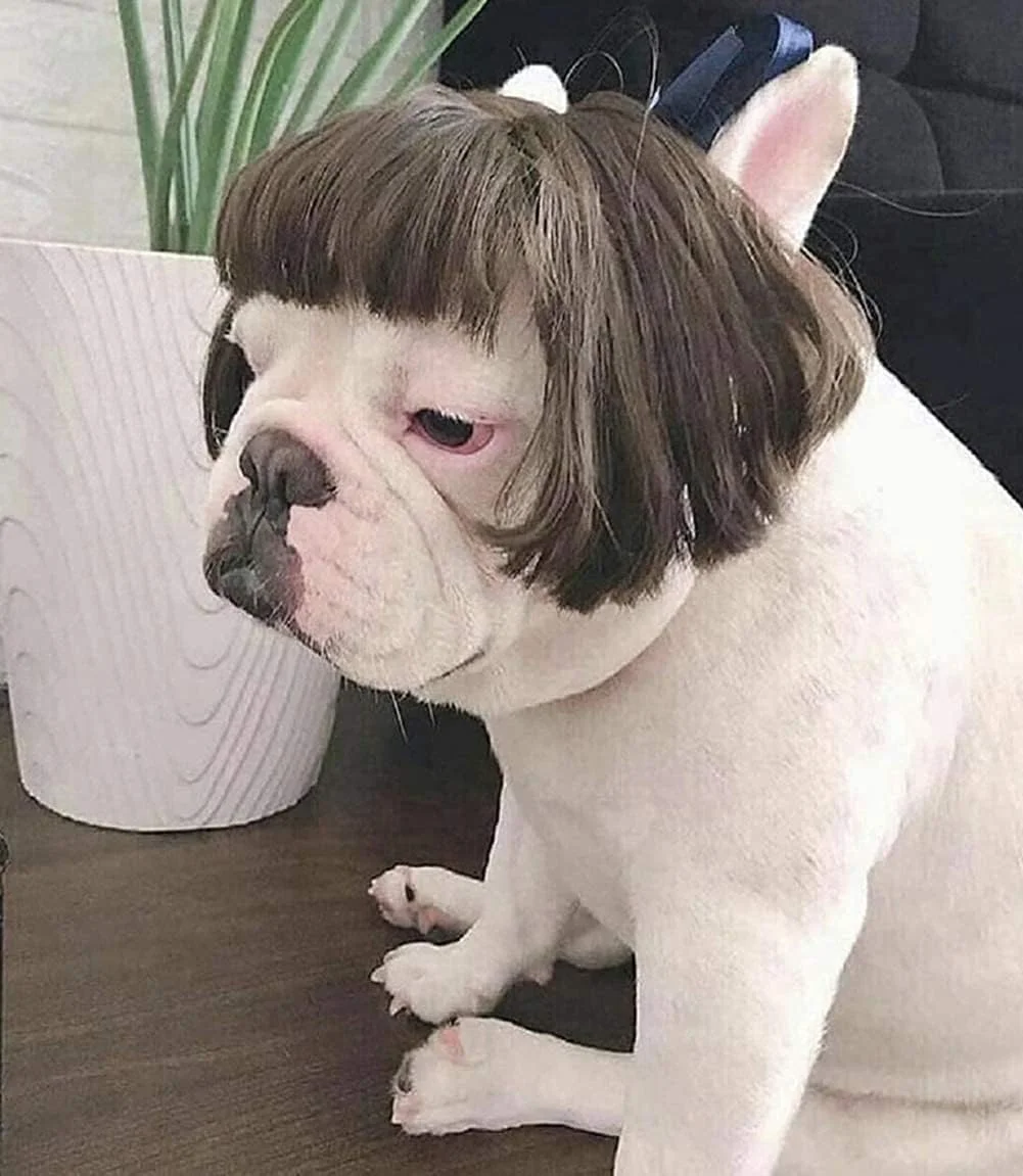 کلاه گیس سگ KASTWAVE، لوازم جانبی مصنوعی لباس گربه، کلاه سر سگ کوچک برای هالووین، دکور مهمانی جشنواره، اسباب بازی پوشاک سر