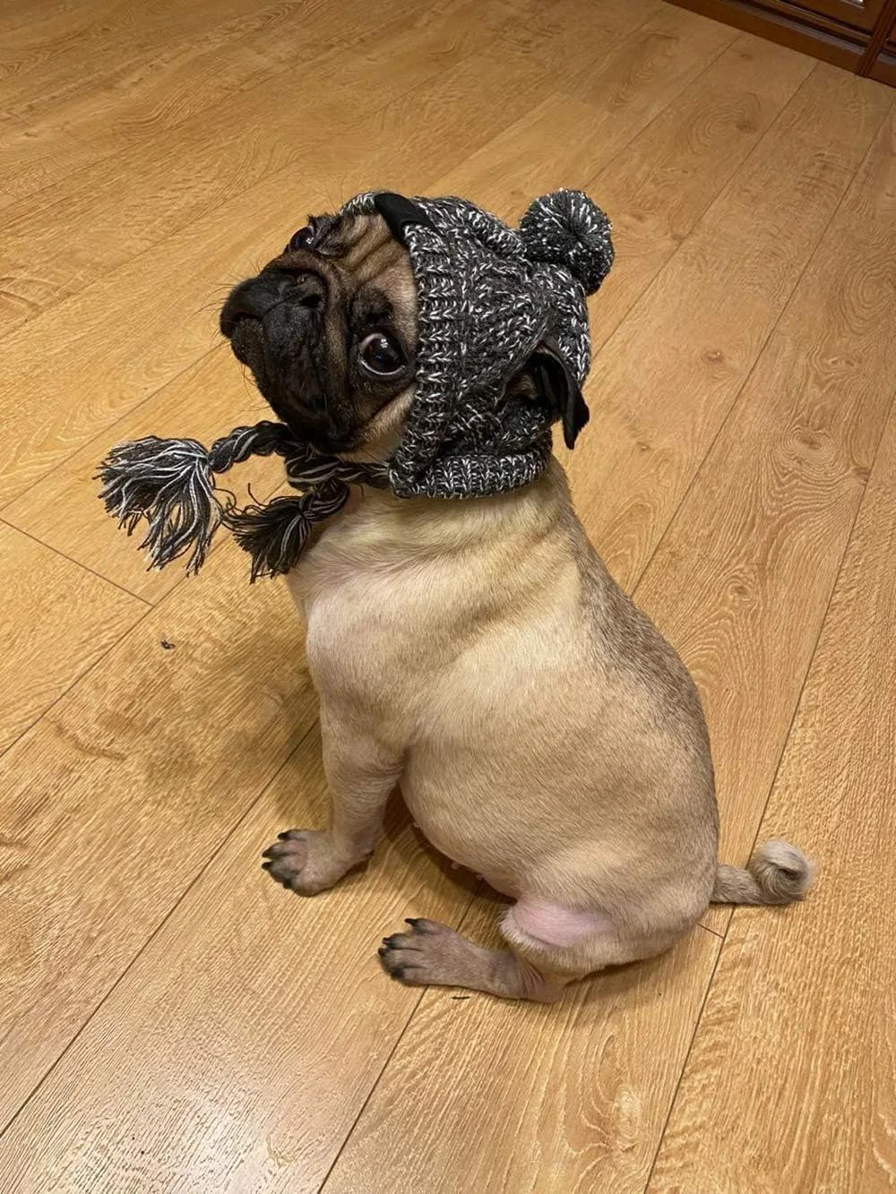 کلاه زمستانی بافتنی شیک سگ KASTWAVE، کلاه ضد باد و گرم کننده گردن برای سگ های کوچک - محافظت راحت گوش در هوای سرد