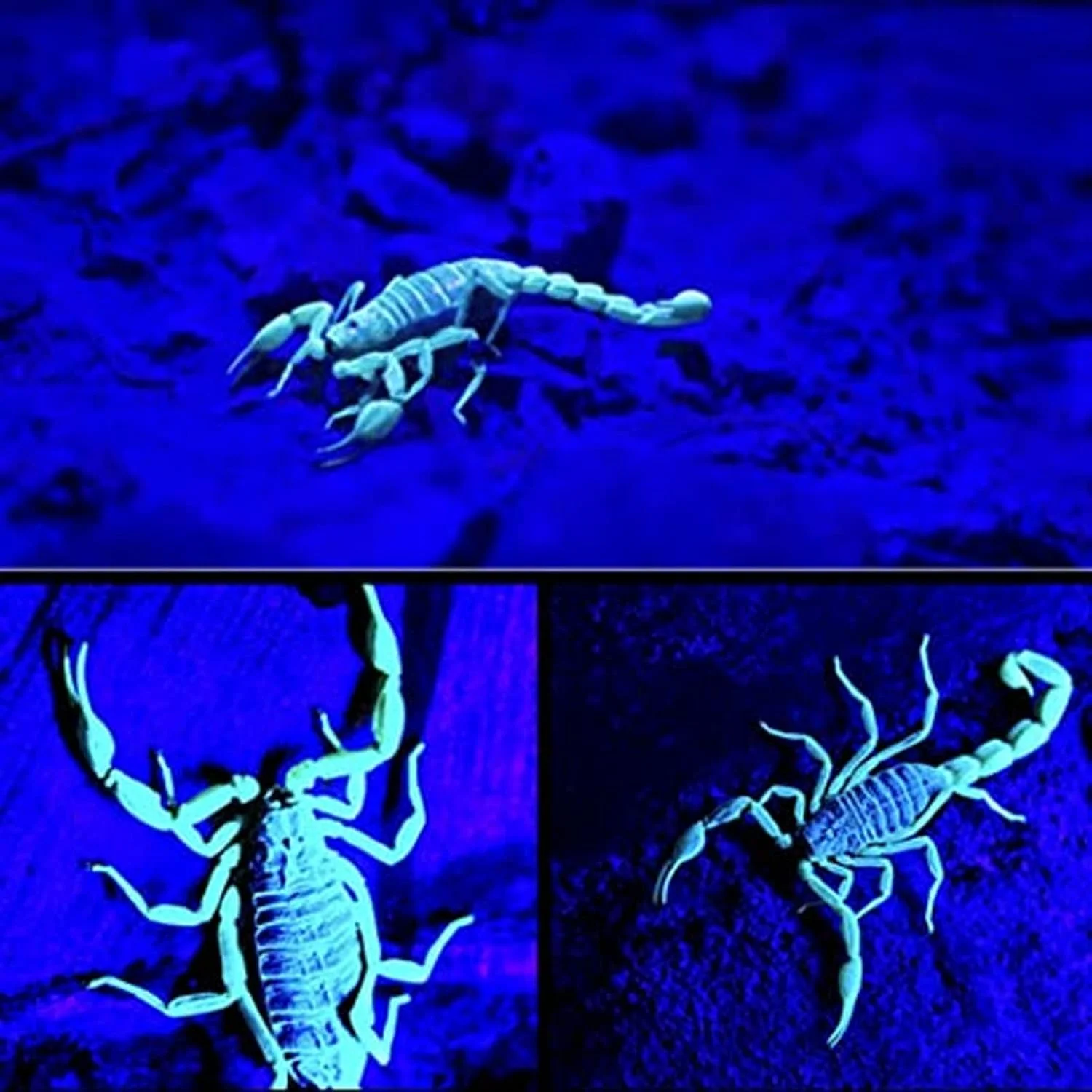 چراغ قوه فرابنفش UV، چراغ قوه دستی فرابنفش 365 نانومتری، چراغ قوه LED قابل حمل برای تشخیص قارچ مواد غذایی و لباس حیوانات خانگی، ماهیگیری در شب، مسافرت چراغ قوه فرابنفش UV، چراغ قوه دستی فرابنفش 365 نانومتری، چراغ قوه LED قابل حمل برای تشخیص قارچ مواد غذایی و لباس حیوانات خانگی، ماهیگیری در شب، مسافرت