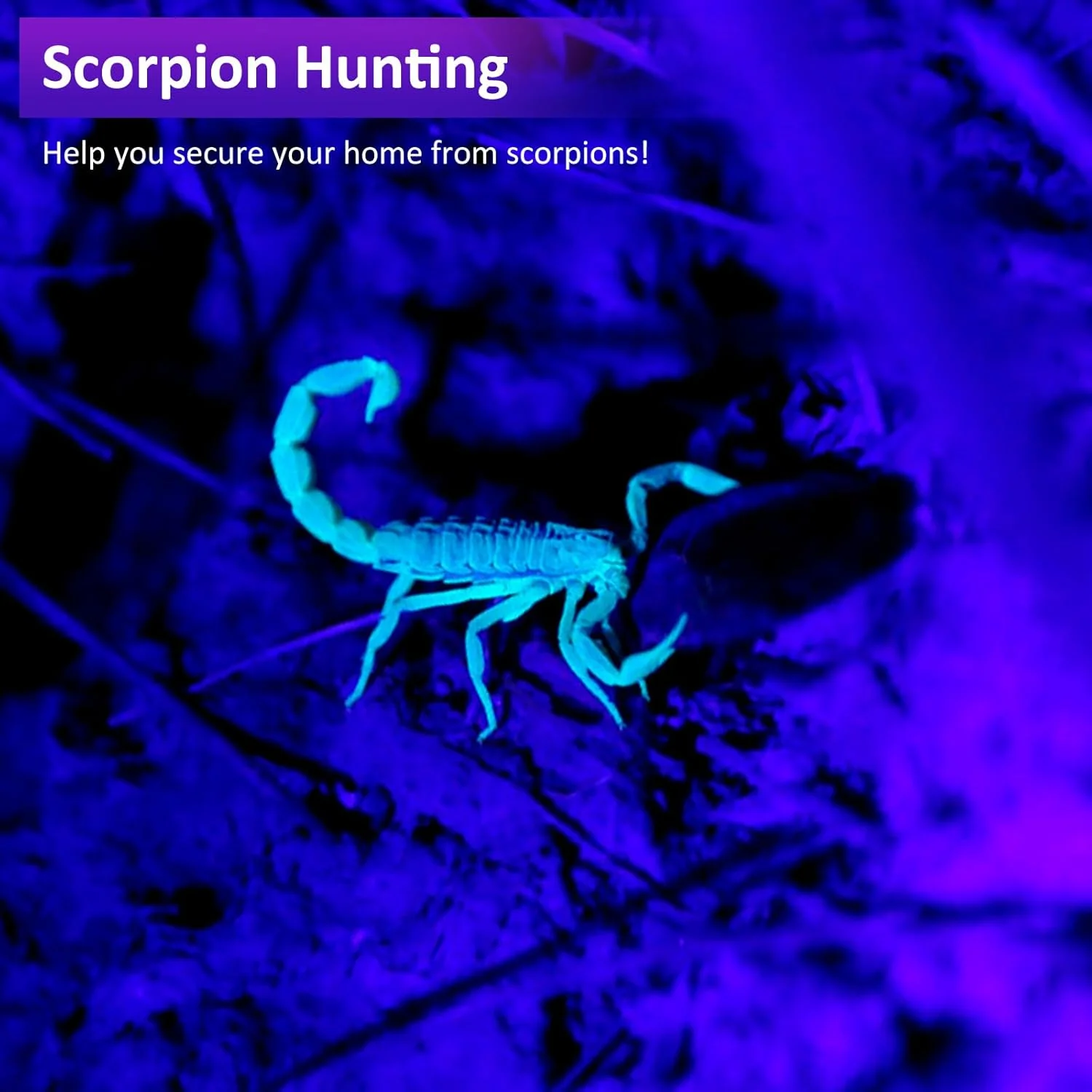 چراغ قوه فرابنفش ۴۵ واتی LUXNOVAQ با قابلیت شارژ USB، چراغ قوه نور سیاه قدرتمند ۹ هسته ای با طول موج ۳۸۵-۳۹۵ نانومتر برای تشخیص ادرار حیوانات خانگی، خشک کردن رزین، بررسی اسکناس، شیشه اورانیوم، عقرب، سنگ ها و نشت AC چراغ قوه فرابنفش ۴۵ واتی LUXNOVAQ با قابلیت شارژ USB، چراغ قوه نور سیاه قدرتمند ۹ هسته ای با طول موج ۳۸۵-۳۹۵ نانومتر برای تشخیص ادرار حیوانات خانگی، خشک کردن رزین، بررسی اسکناس، شیشه اورانیوم، عقرب، سنگ ها و نشت AC