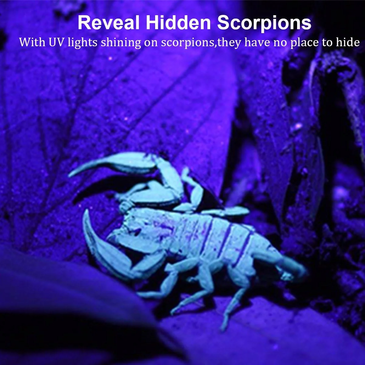 چراغ قوه فرابنفش 21 LED پاکتمن، چراغ سیاه فرابنفش 395 نانومتری دستی برای سگ، لکههای حیوانات خانگی و عقربها چراغ قوه فرابنفش 21 LED پاکتمن، چراغ سیاه فرابنفش 395 نانومتری دستی برای سگ، لکههای حیوانات خانگی و عقربها