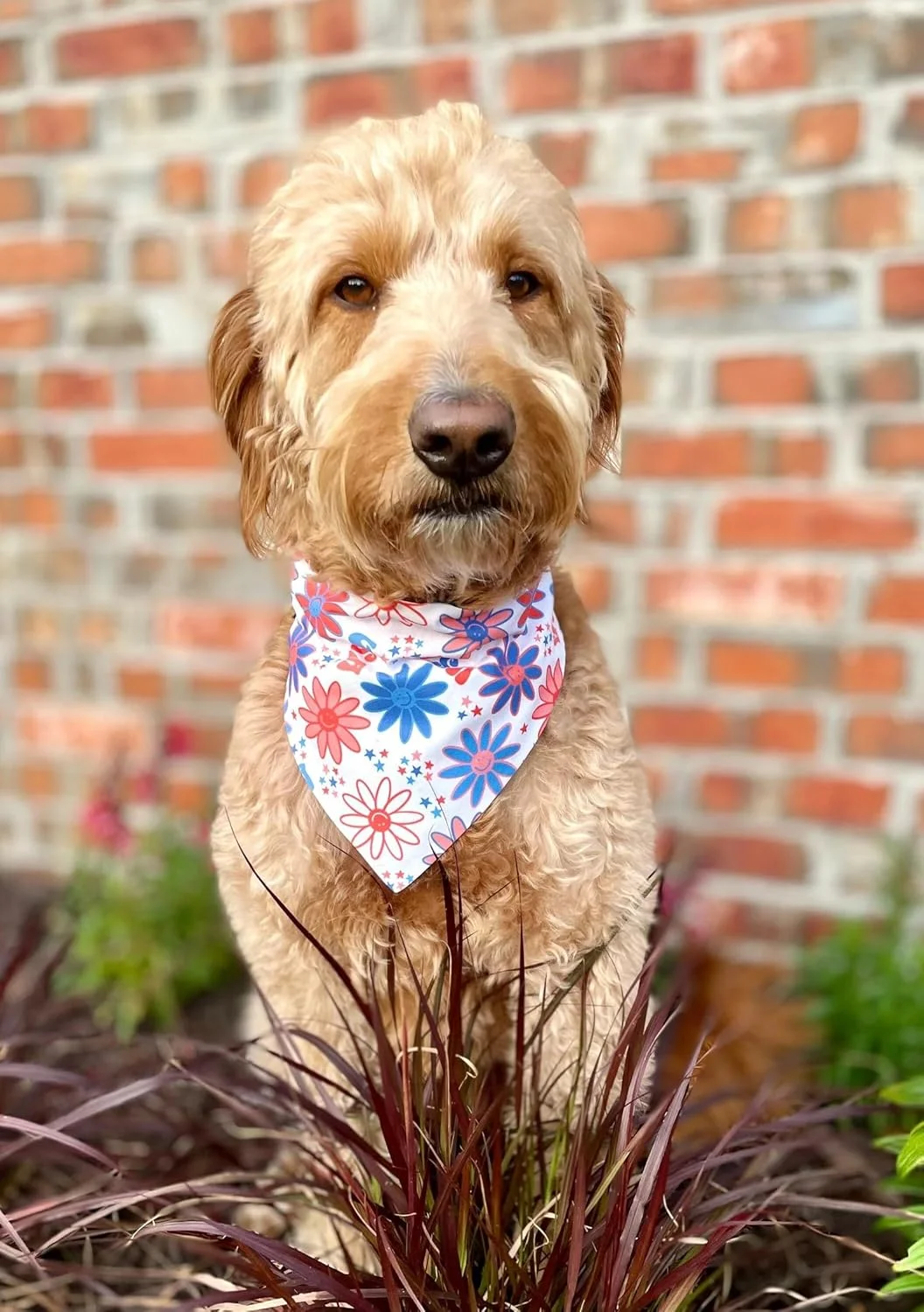 دستمال گردن سگ طرح چهارم جولای، بسته 2 عددی، طرح گل و ستاره مناسب سگ های پسر و دختر، دستمال سر حیوانات خانگی برای روز استقلال، عمده فروشی دستمال گردن برای سگ های بزرگ و متوسط (چهارم جولای، کوچک)