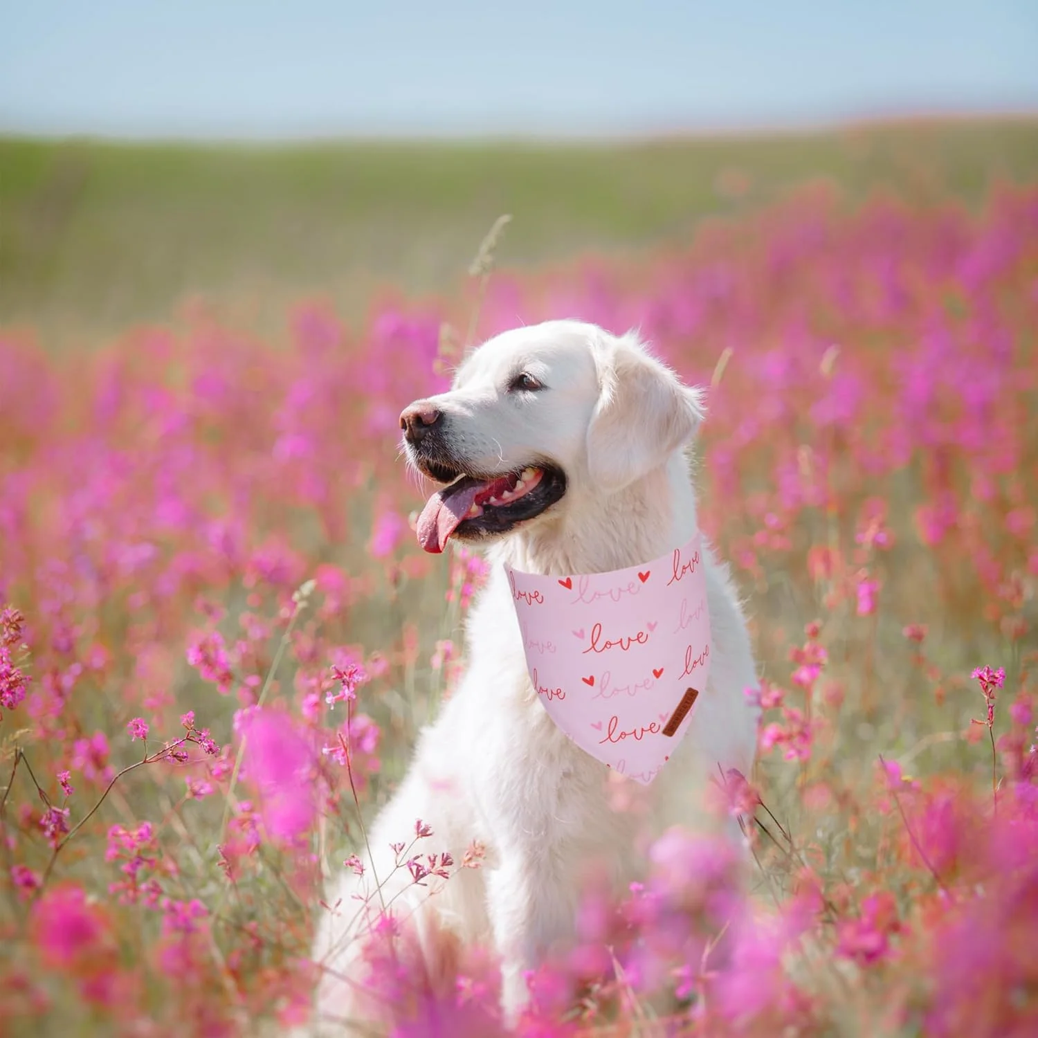 ست 2 عددی دستمال گردن سگ ADOGGYGO طرح روز ولنتاین، دستمال سه گوش دو طرفه سگ به رنگ صورتی و سفید، پارچه بادوام با کیفیت عالی، دستمال گردن حیوانات خانگی برای سگ های بزرگ و خیلی بزرگ (خیلی بزرگ)