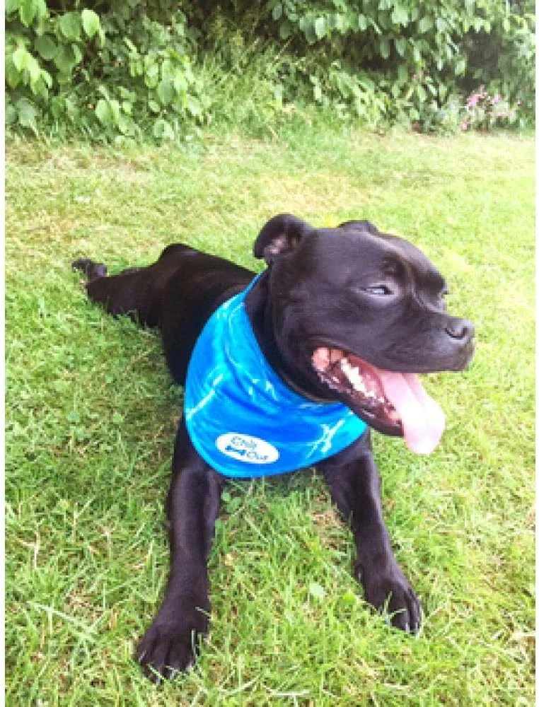 دستمال گردن خنک کننده سگ آل فور پاوز، دستمال سر خنک کننده فوری حیوانات خانگی، شال گردن تنفسی سگ گربه برای تابستان، آبی، دور گردن 44-52 سانتی متر (بزرگ)