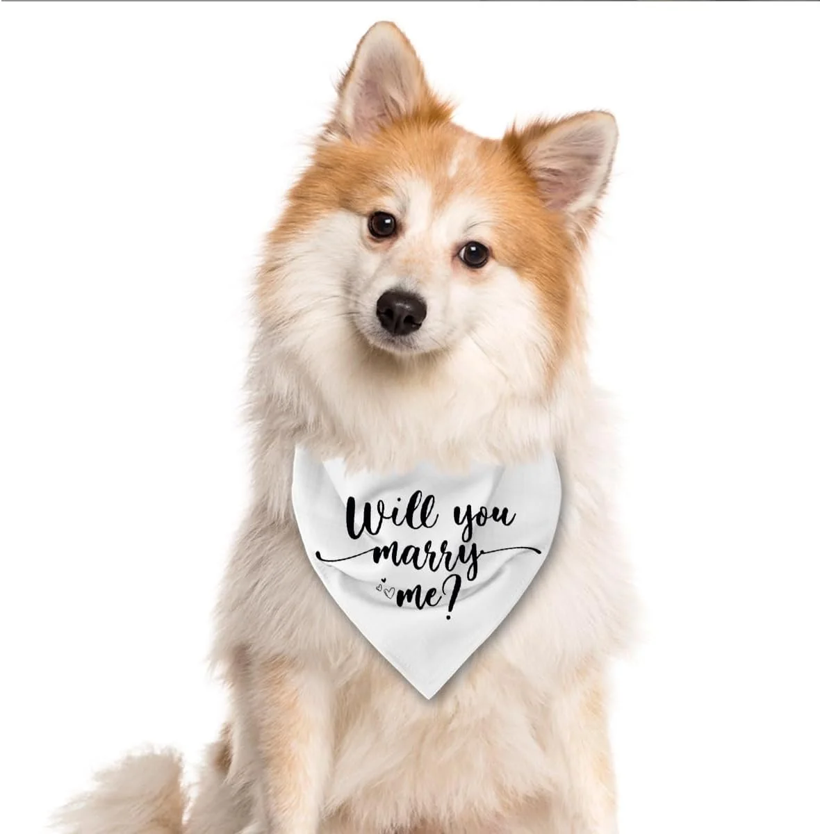دستمال گردن سگ با طرح ازدواج، دستمال گردن سفید سگ، شال حیوانات خانگی نامزدی، دستمال گردن پارچه ای راحت برای سگ های کوچک، متوسط و بزرگ، لوازم جانبی دستمال گردن سگ برای عروسی دستمال گردن سگ با طرح ازدواج، دستمال گردن سفید سگ، شال حیوانات خانگی نامزدی، دستمال گردن پارچه ای راحت برای سگ های کوچک، متوسط و بزرگ، لوازم جانبی دستمال گردن سگ برای عروسی