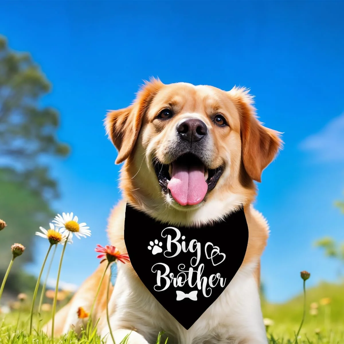 دستمال گردن سگ، دستمال گردن سگ برادر بزرگ، شال گردن حیوانات خانگی مشکی طرح چهارخانه، لوازم جانبی شال گردن سگ، لوازم جانبی طرح چهارخانه حیوانات خانگی برای جشن تعیین جنسیت، هدیه برای سگ های کوچک متوسط بزرگ-A10 دستمال گردن سگ، دستمال گردن سگ برادر بزرگ، شال گردن حیوانات خانگی مشکی طرح چهارخانه، لوازم جانبی شال گردن سگ، لوازم جانبی طرح چهارخانه حیوانات خانگی برای جشن تعیین جنسیت، هدیه برای سگ های کوچک متوسط بزرگ-A10