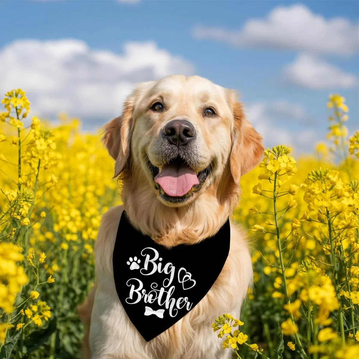 دستمال گردن سگ، دستمال گردن سگ برادر بزرگ، شال گردن حیوانات خانگی مشکی طرح چهارخانه، لوازم جانبی شال گردن سگ، لوازم جانبی طرح چهارخانه حیوانات خانگی برای جشن تعیین جنسیت، هدیه برای سگ های کوچک متوسط بزرگ-A10 دستمال گردن سگ، دستمال گردن سگ برادر بزرگ، شال گردن حیوانات خانگی مشکی طرح چهارخانه، لوازم جانبی شال گردن سگ، لوازم جانبی طرح چهارخانه حیوانات خانگی برای جشن تعیین جنسیت، هدیه برای سگ های کوچک متوسط بزرگ-A10