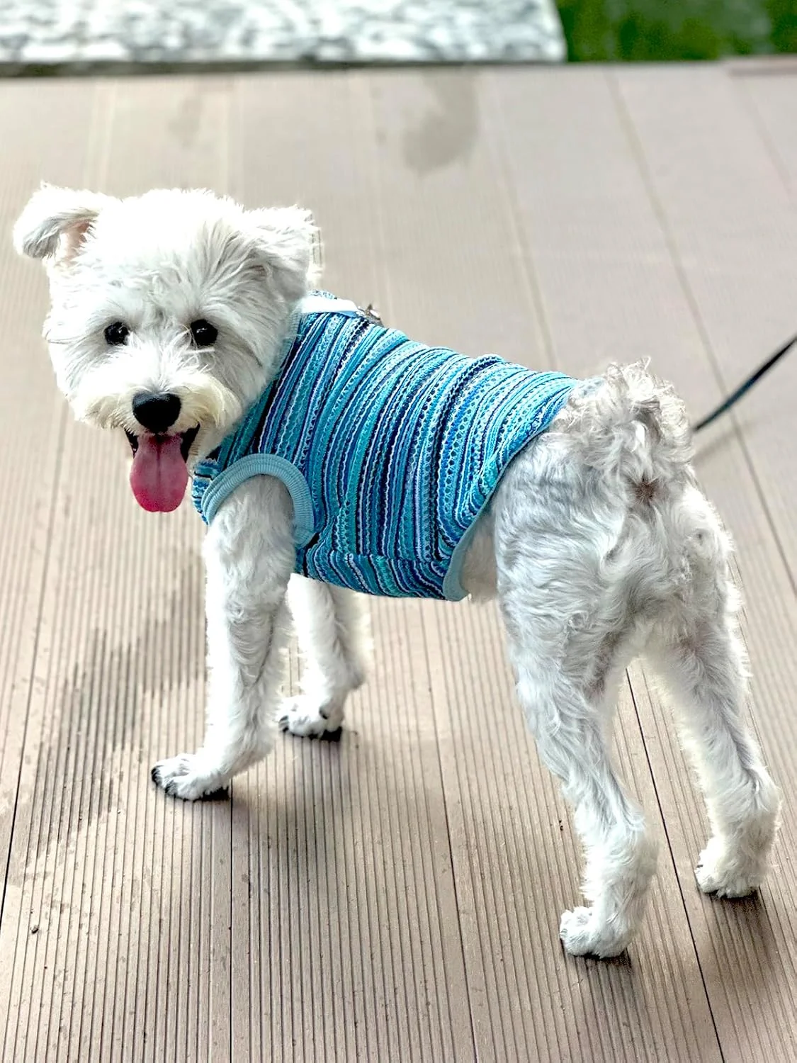 لباس توری سگ تنفسی با حلقه، پیراهن سبک حیوانات خانگی برای پیاده روی و مسافرت، لباس شیک بهاری تابستانی برای سگ های کوچک، آبی، سایز M