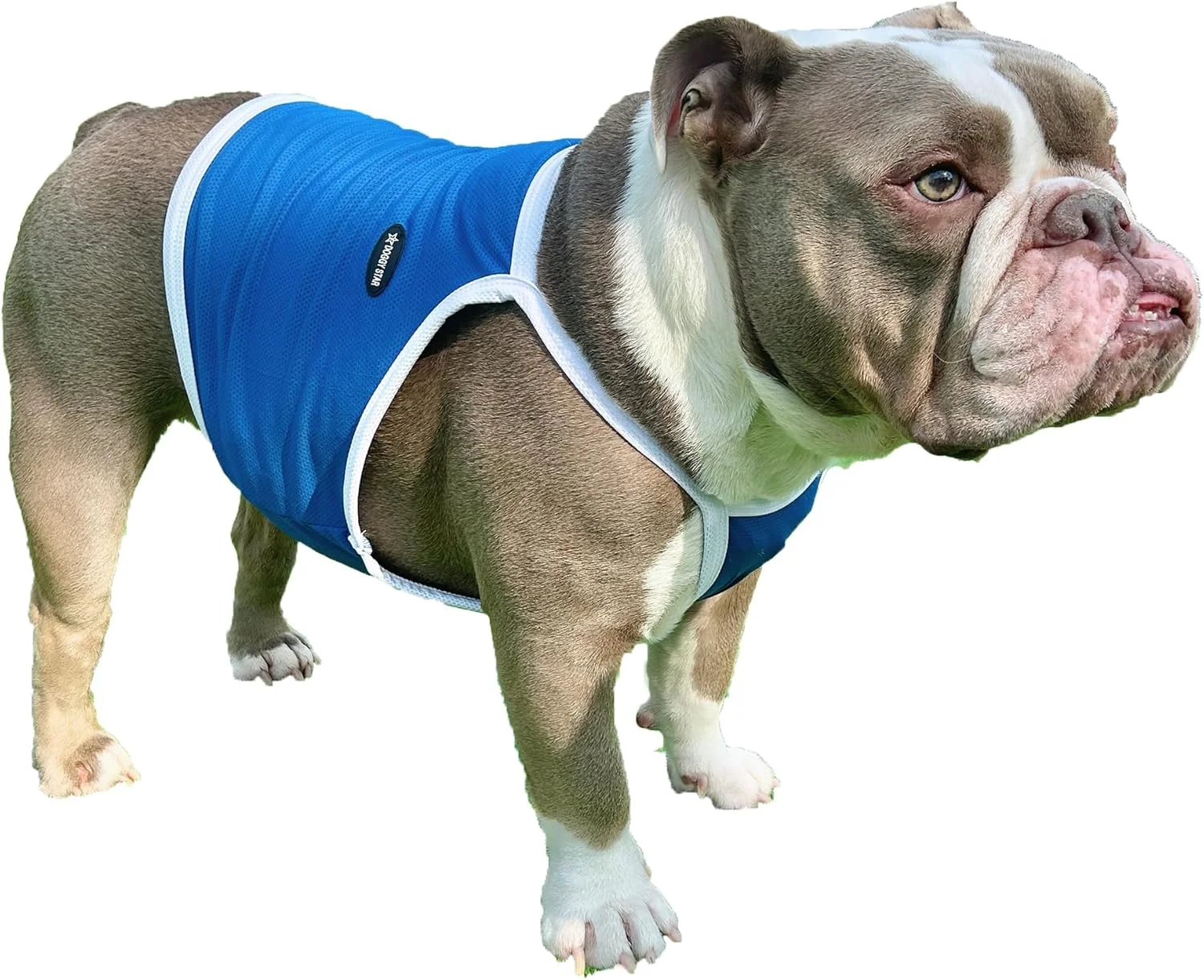 تاپ کشی سگ D Doggy Star مناسب بولداگ فرانسوی، زیرپوش خنک کننده سگ (2XL، زیرپوش آبی)