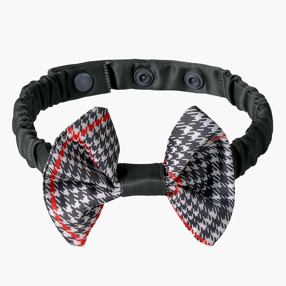 پاپیون سلطنتی سگ - 12-16 سانتی متر