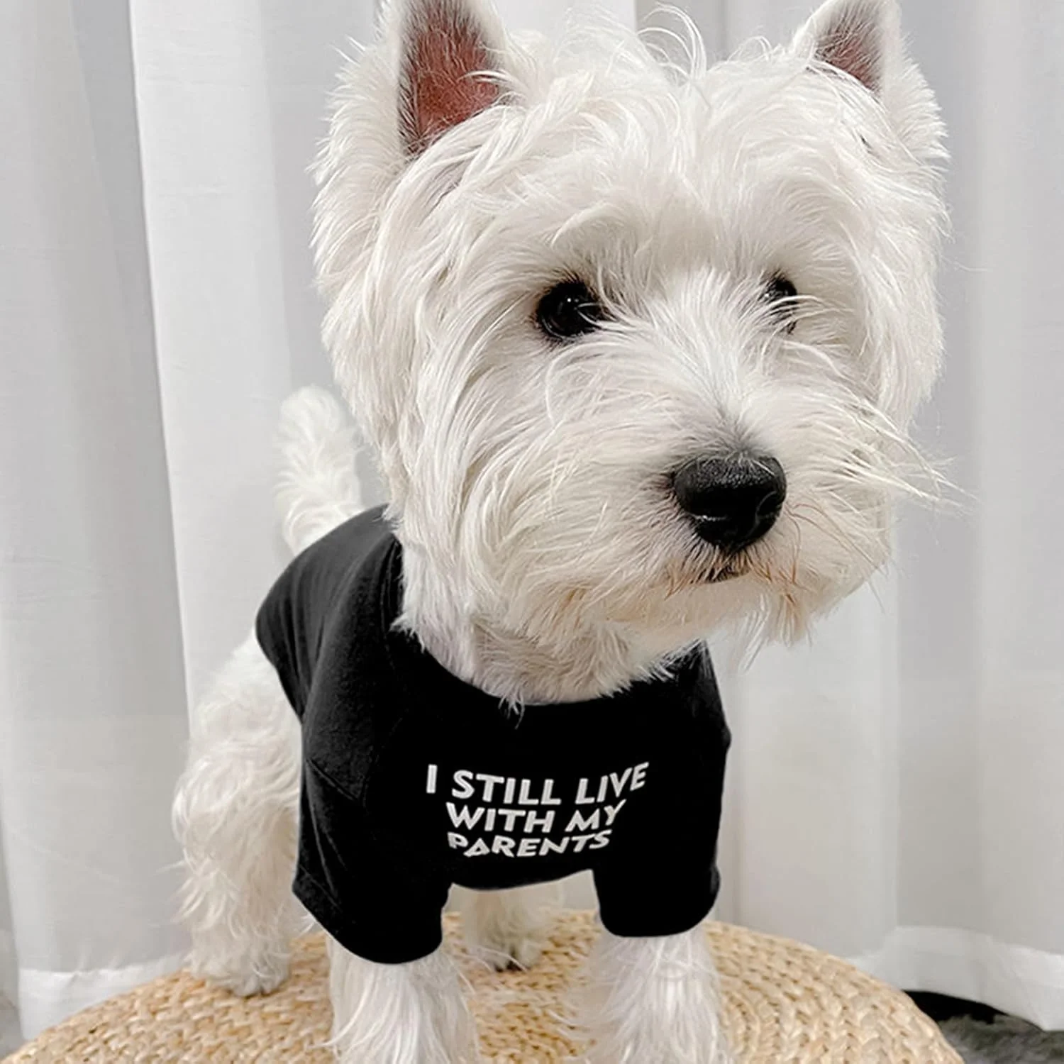 لباس سگ تی شرت آستین کوتاه تابستانی برای سگ های کوچک لباس توله سگ تنفسی تی شرت یقه گرد بلوز مشکی سایز M