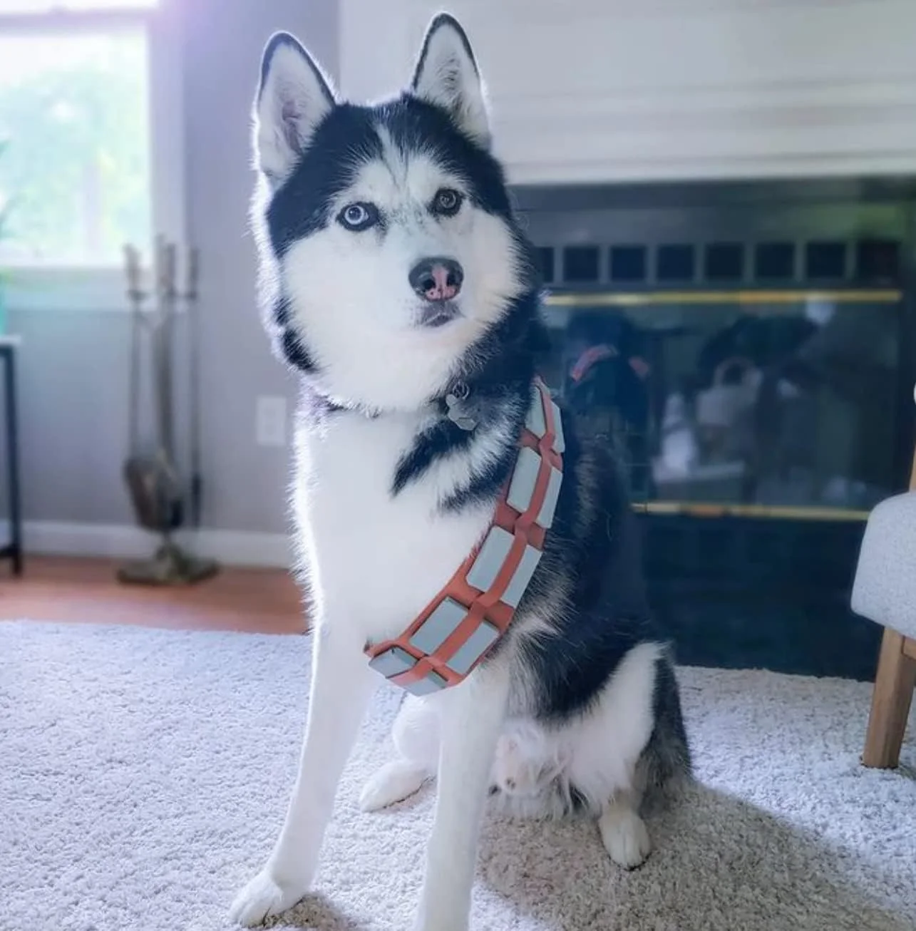 لباس سگ کمربند جنگجوی ستاره ای پشمالو ComfyCamper، سایز کوچک لباس سگ کمربند جنگجوی ستاره ای پشمالو ComfyCamper، سایز کوچک
