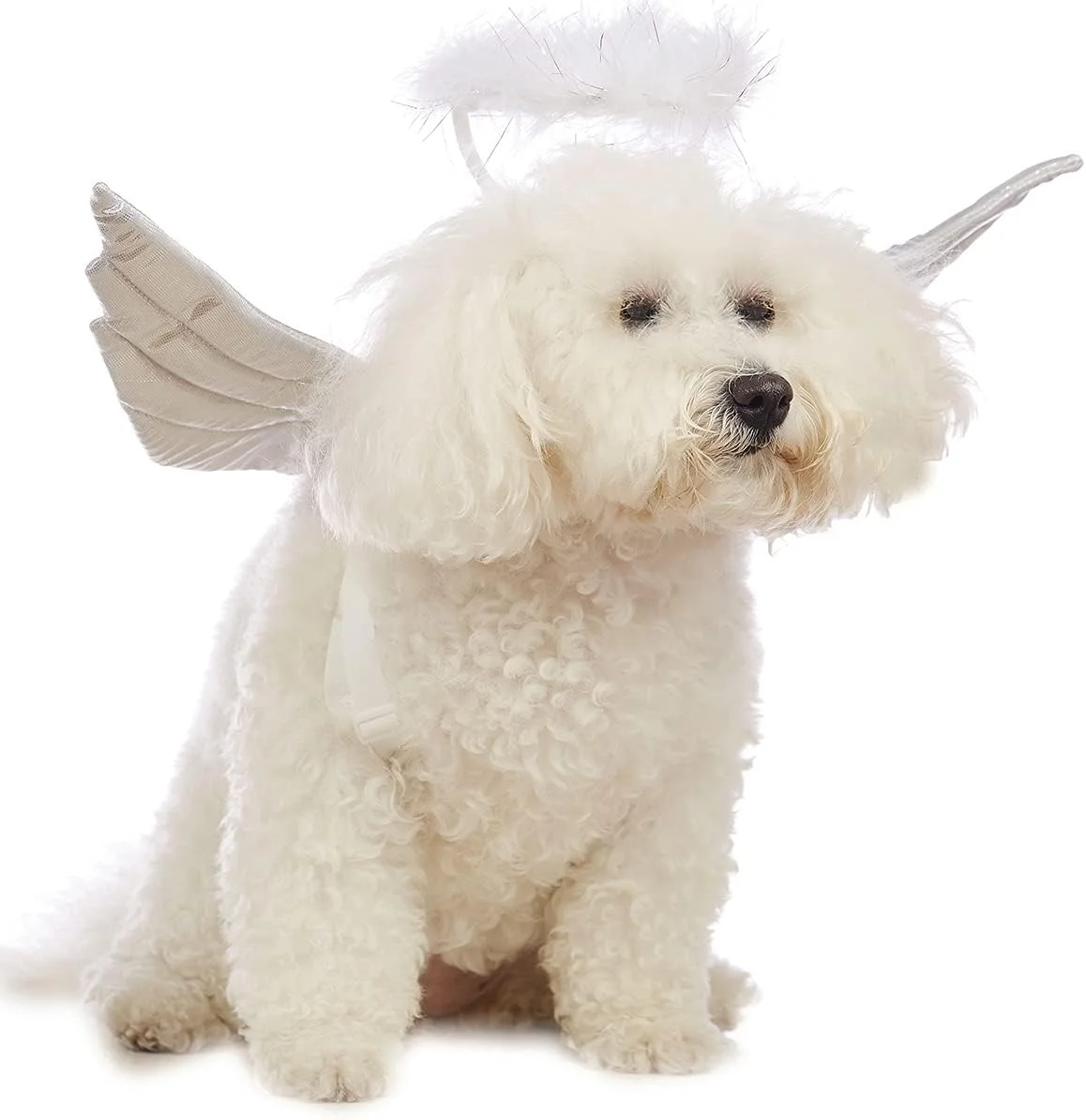 بال های فرشته حیوانات خانگی کومور به همراه حلقه فرشته مناسب هالووین (کوچک)