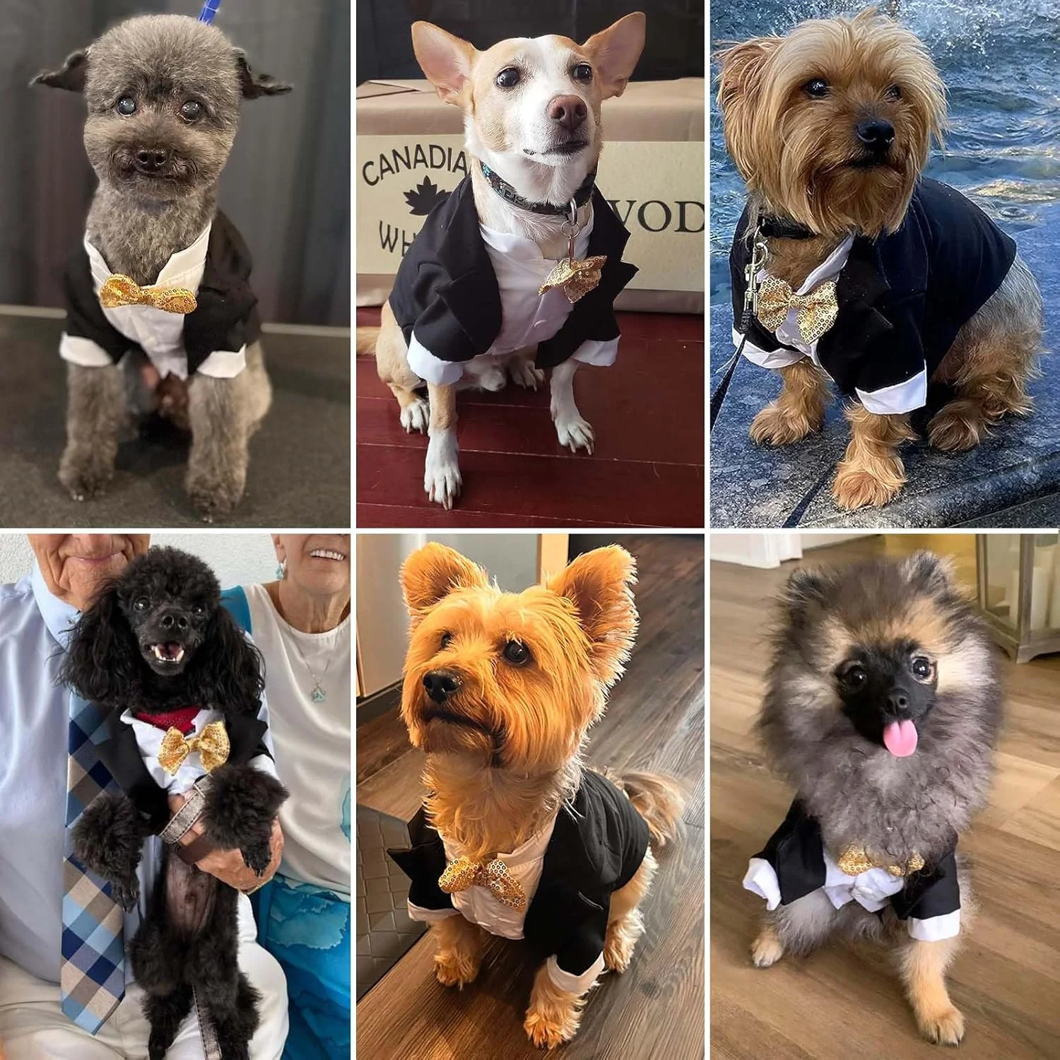 لباس تاکسیدو سگ، کت و شلوار سگ، لباس عروسی سگ با پاپیون، لباس توله سگ برای جشن تولد، لباس کریسمس سگ نر، مناسب سگ های کوچک و متوسط لباس تاکسیدو سگ، کت و شلوار سگ، لباس عروسی سگ با پاپیون، لباس توله سگ برای جشن تولد، لباس کریسمس سگ نر، مناسب سگ های کوچک و متوسط