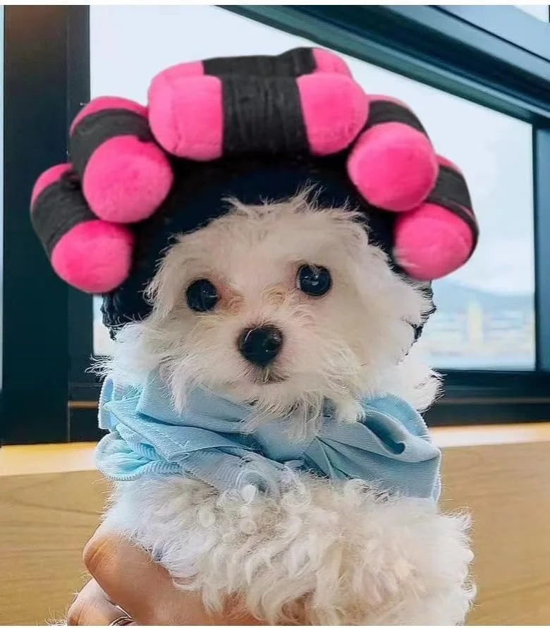 کلاه گیس فرفری برای حیوانات خانگی، مناسب سگ و گربه، ایده آل برای عکاسی و مهمانی ها، قابل تنظیم برای سگ های کوچک، متوسط و بزرگ به همراه کلاه سگ