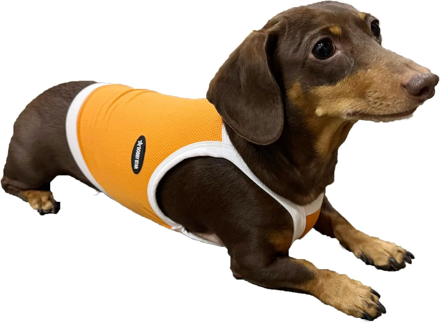 تی شرت سگ داشهوند D DOGGY STAR مناسب سگ های مینی و بالغ تی شرت سگ داشهوند D DOGGY STAR مناسب سگ های مینی و بالغ