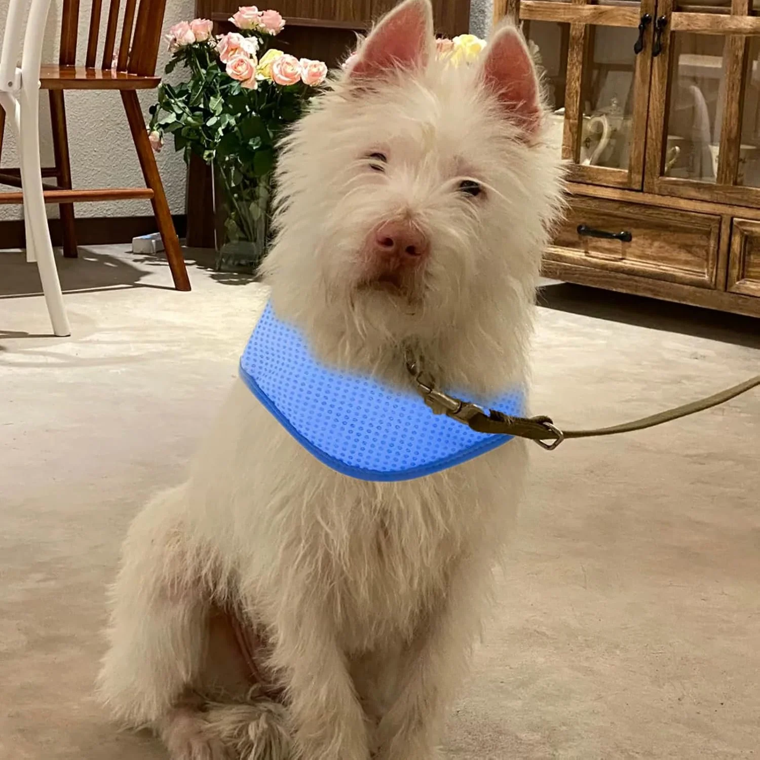 دستمال گردن خنک کننده سگ برای تابستان، یقه خنک کننده تنفسی سگ، شال یخ فوری حیوانات خانگی، دور گردن قابل تنظیم، جلیقه خنک کننده سگ، برای سگ های کوچک متوسط بزرگ گربه ها حیوانات خانگی آبی (M)