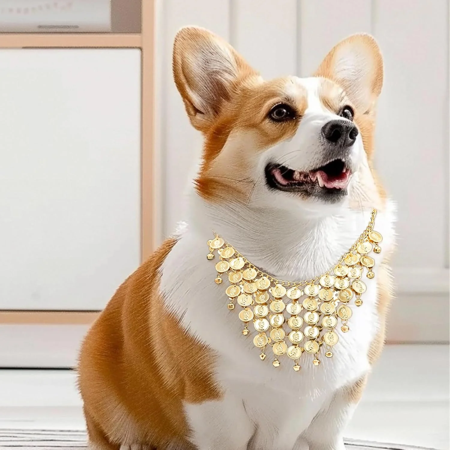 لباس سگ - گردنبند پولکی و زنجیر کمر، لباس رقص شکم برای کورگی و سایر نژادهای سگ، مناسب مهمانی ها و نقش آفرینی