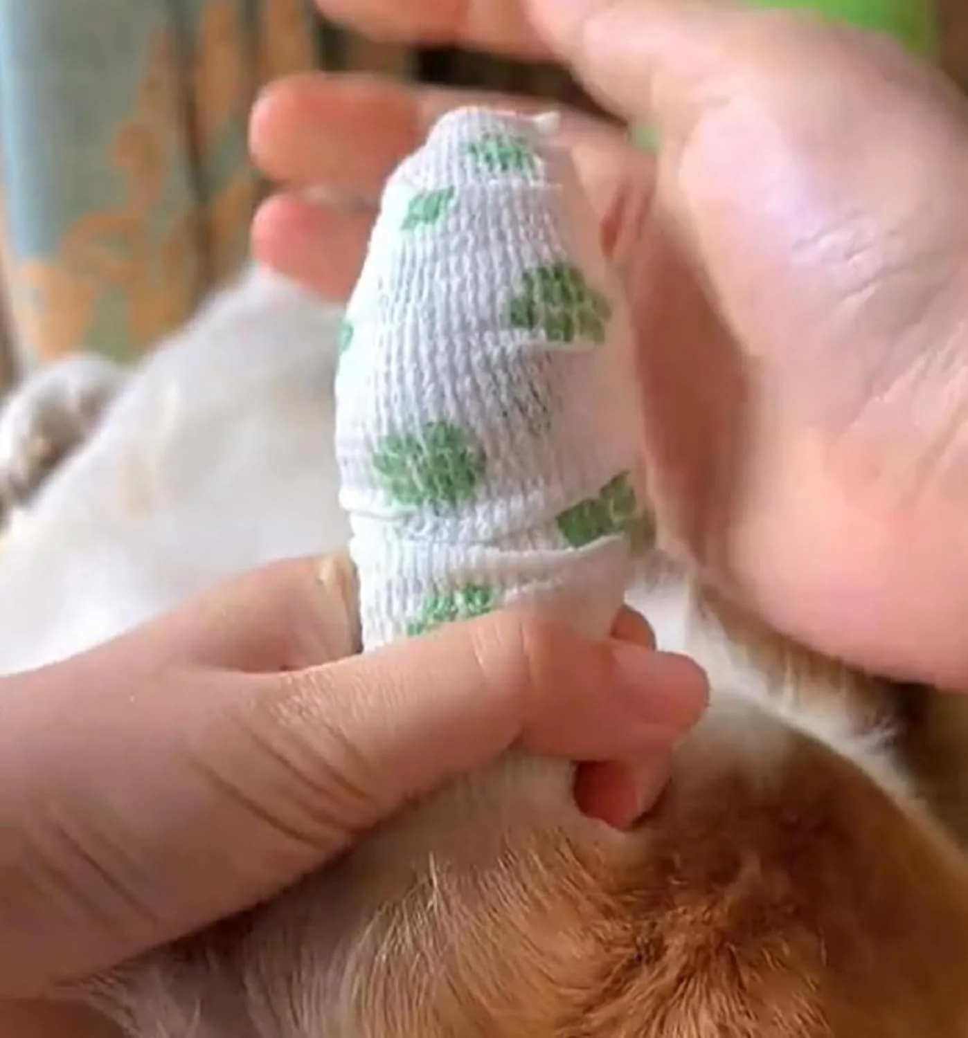 کفش بانداژی سگ EXNOX، محافظ پنجه و چکمه، نوار خود چسب نبافته، پاپوش یکبار مصرف، عرض 10 سانتی متر برای سگ های کوچک، متوسط و بزرگ (3 عدد - B)