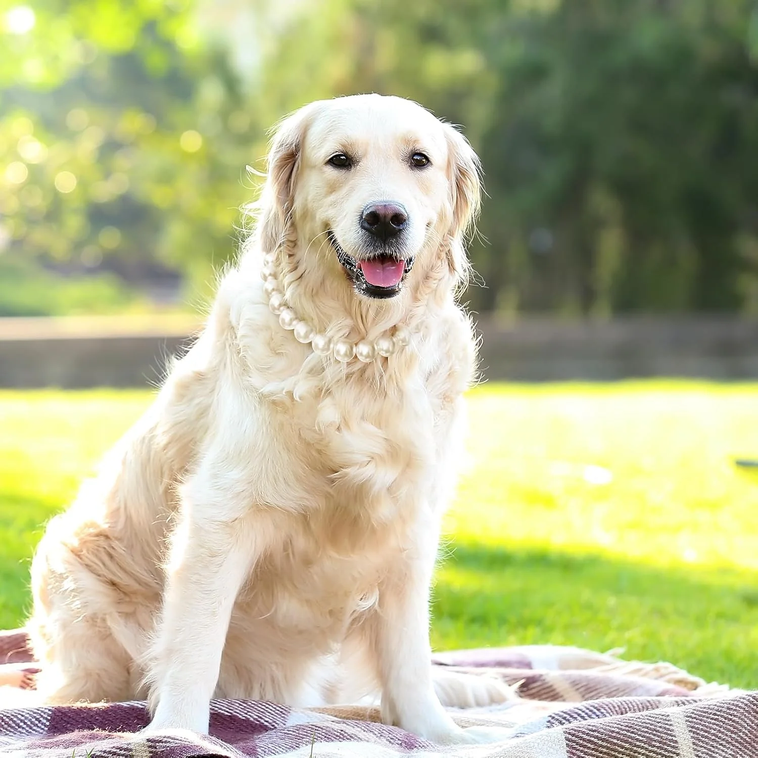 گردنبند سگ زیبا و قابل تنظیم: گردنبند مرواریدی کلاسیک و شیک برای سگ ها، مناسب برای مجالس و دورهمی ها (45 سانتی متر)
