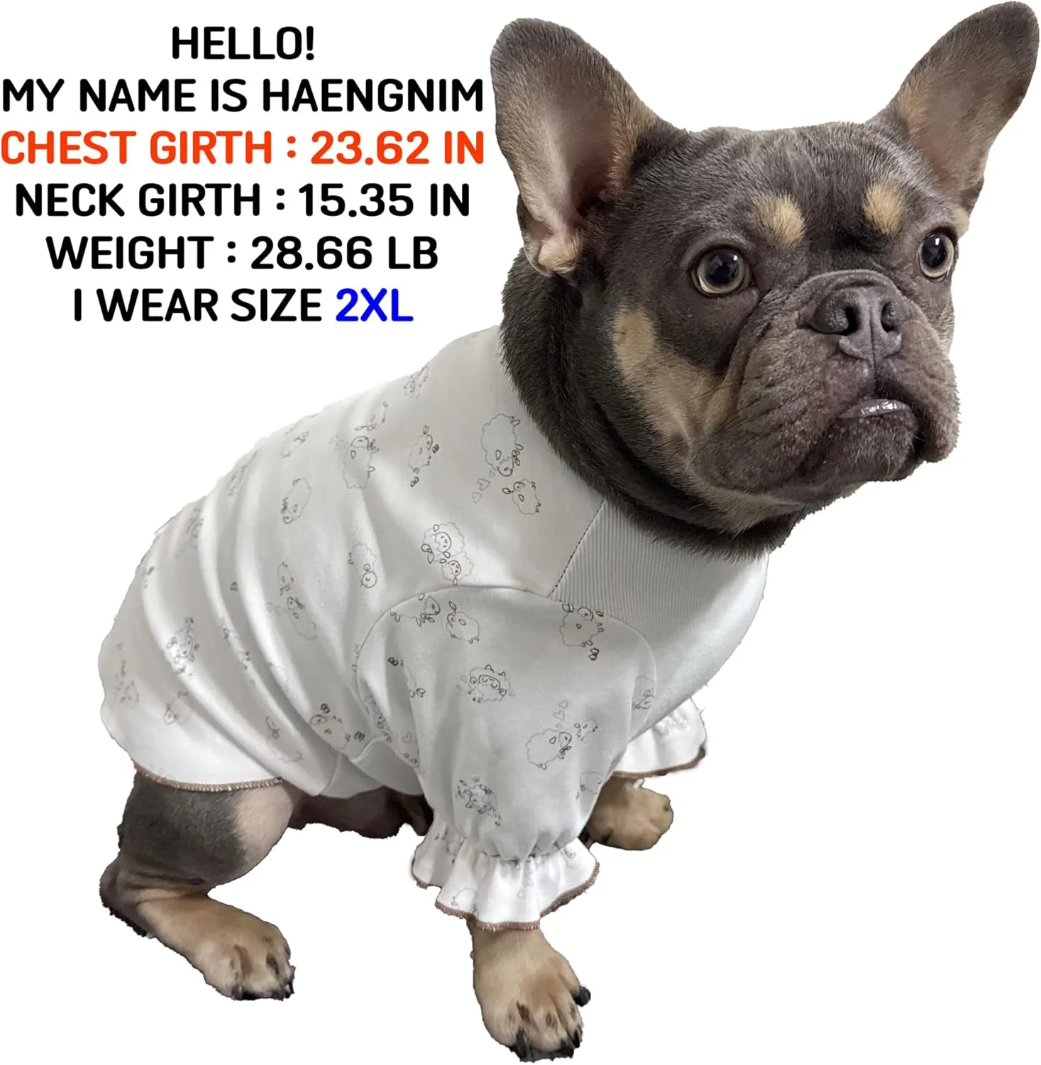 لباس سگ نژاد بولداگ فرانسوی، تی شرت نخی راحتی مناسب داخل خانه (XL، عاجی) لباس سگ نژاد بولداگ فرانسوی، تی شرت نخی راحتی مناسب داخل خانه (XL، عاجی)