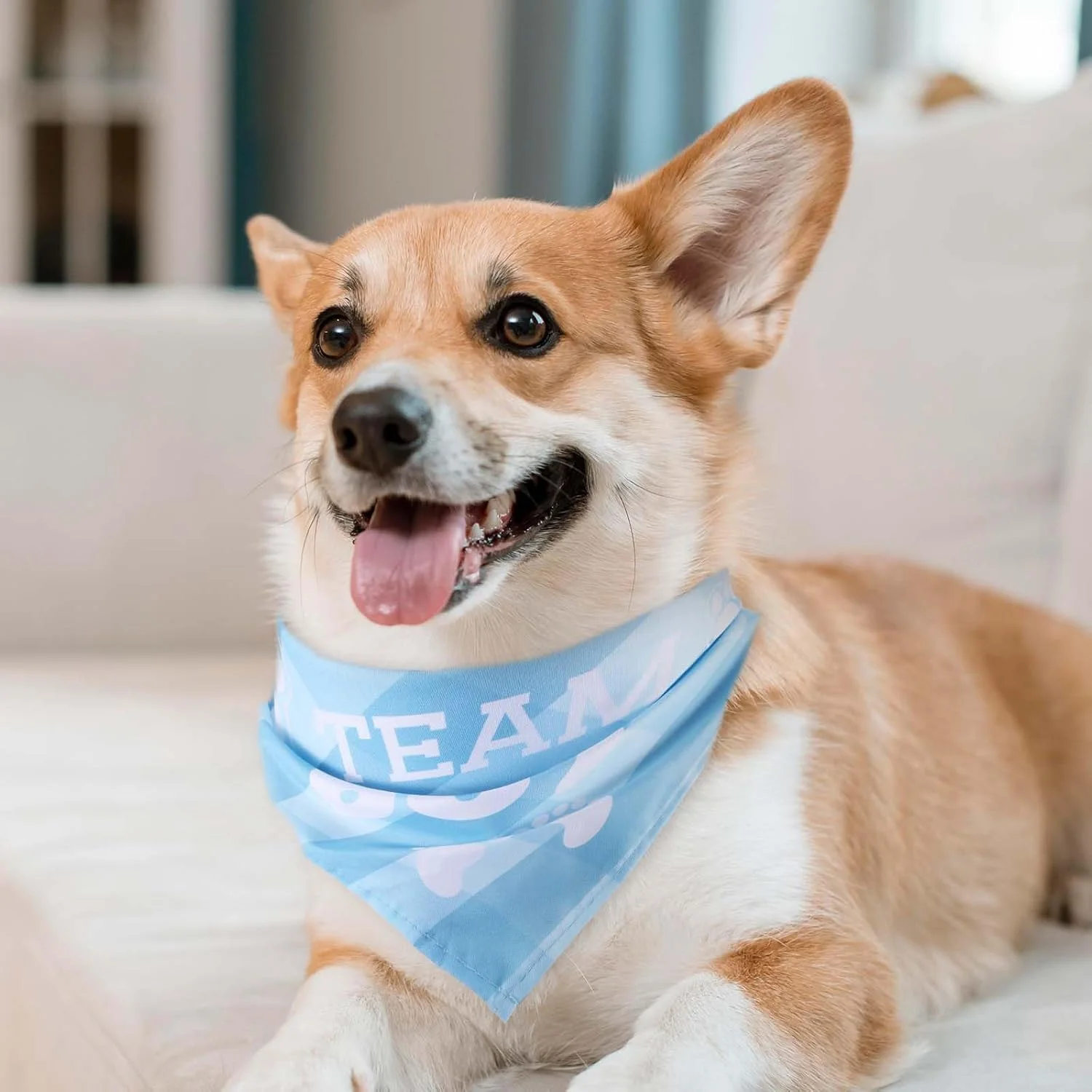 دستمال گردن سگ برای جشن تعیین جنسیت نوزاد، 2 عدد دستمال گردن سگ طرح تیم دختر تیم پسر، دستمال گردن سگ خواهر یا برادر بزرگتر، دستمال گردن سگ برای اعلام تولد نوزاد، اکسسوری شال گردن حیوانات خانگی برای هدیه به دوستداران سگ