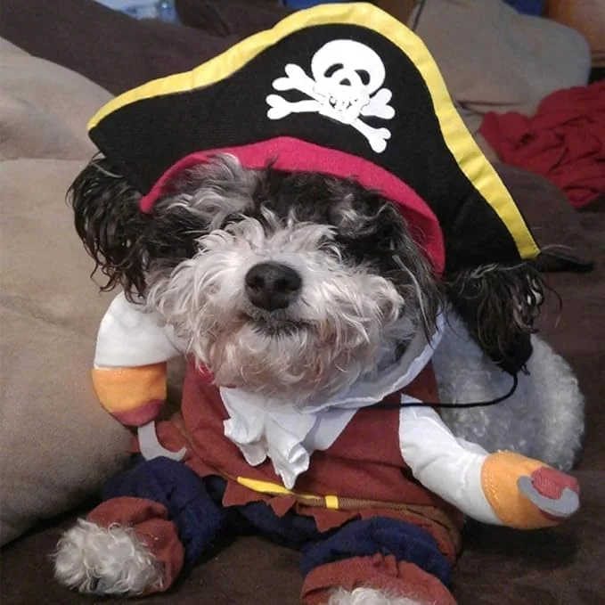 لباس دزد دریایی گربه GGEROU - لباس مهمانی کارائیبی برای حیوانات خانگی به همراه کلاه، مناسب سگ و گربه های کوچک تا متوسط، اکسسوری فانتزی و زیبا برای هالووین و جشن کریسمس لباس دزد دریایی گربه GGEROU - لباس مهمانی کارائیبی برای حیوانات خانگی به همراه کلاه، مناسب سگ و گربه های کوچک تا متوسط، اکسسوری فانتزی و زیبا برای هالووین و جشن کریسمس