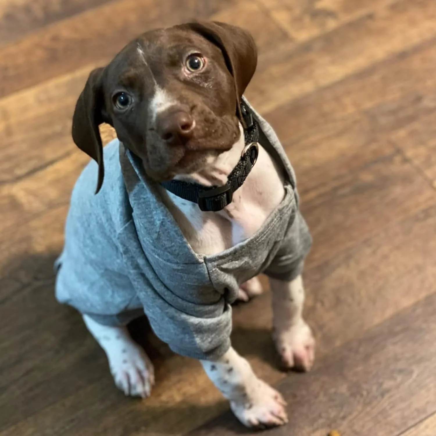 هودی سگ ژکیکلون زمستانی با جیب، لباس گرم سگ برای سگ های کوچک، کت چیواوا، لباس توله سگ گربه (خاکستری، ایکس لارج) هودی سگ ژکیکلون زمستانی با جیب، لباس گرم سگ برای سگ های کوچک، کت چیواوا، لباس توله سگ گربه (خاکستری، ایکس لارج)