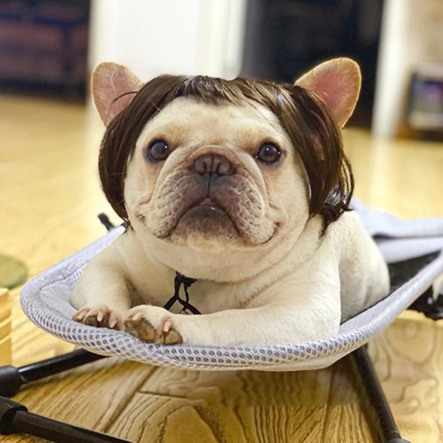 کلاه گیس لابیموس برای سگ، کلاه گیس مصنوعی برای سگ ها، کلاه سر حیوانات خانگی برای تزئین جشن و مهمانی