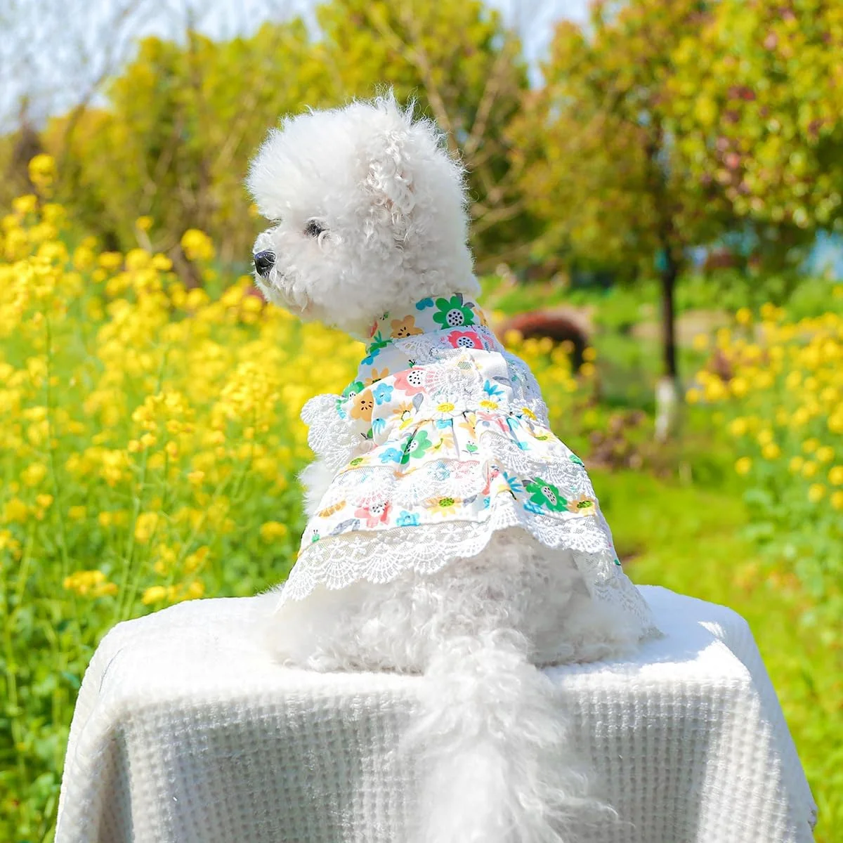 لباس سگ توله سگ شیرین Nvzi-b، دامن سگ گربه پرنسس زیبا برای سگ های دختر کوچک (A51, S) لباس سگ توله سگ شیرین Nvzi-b، دامن سگ گربه پرنسس زیبا برای سگ های دختر کوچک (A51, S)