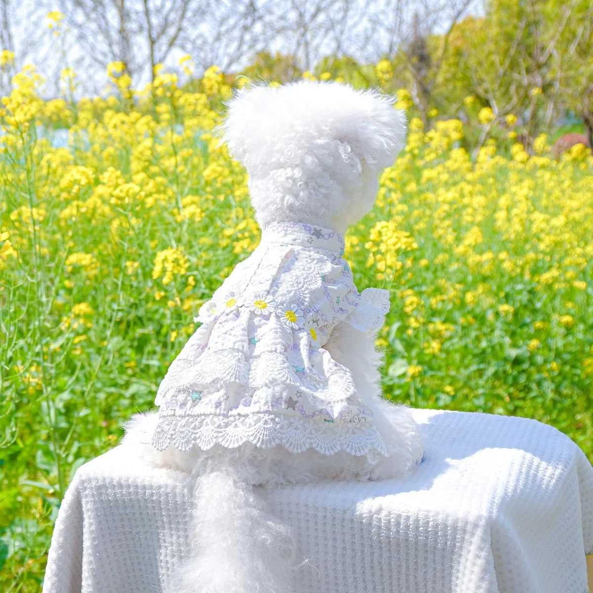 لباس سگ توله سگ شیرین Nvzi-b، دامن سگ گربه پرنسس زیبا برای سگ های دختر کوچک (A51, S) لباس سگ توله سگ شیرین Nvzi-b، دامن سگ گربه پرنسس زیبا برای سگ های دختر کوچک (A51, S)