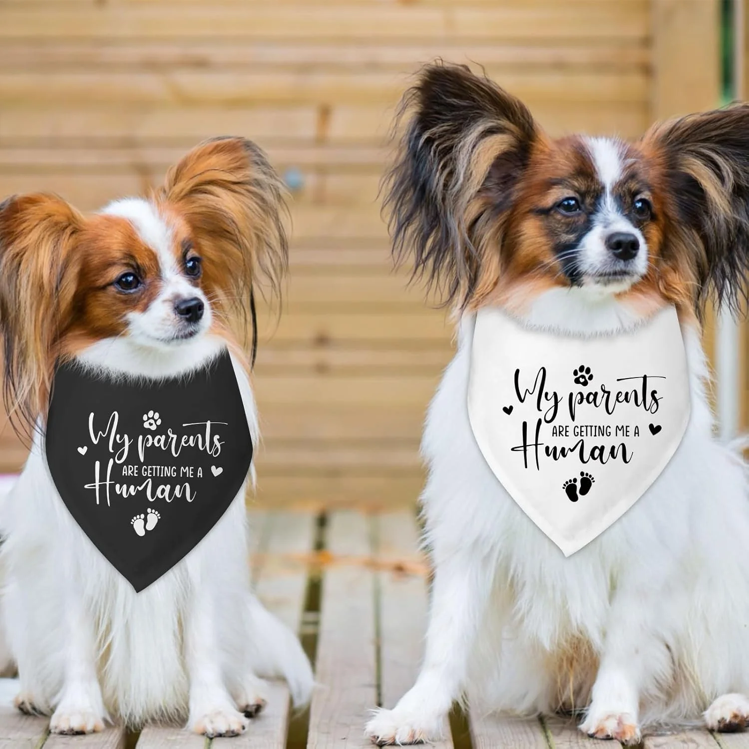 دو عدد دستمال گردن سگ با طرح "والدینم یک انسان به من هدیه می دهند"، دستمال گردن سگ برای اعلام بارداری، روسری حیوانات خانگی برای سگ ها و گربه های کوچک و متوسط دو عدد دستمال گردن سگ با طرح "والدینم یک انسان به من هدیه می دهند"، دستمال گردن سگ برای اعلام بارداری، روسری حیوانات خانگی برای سگ ها و گربه های کوچک و متوسط