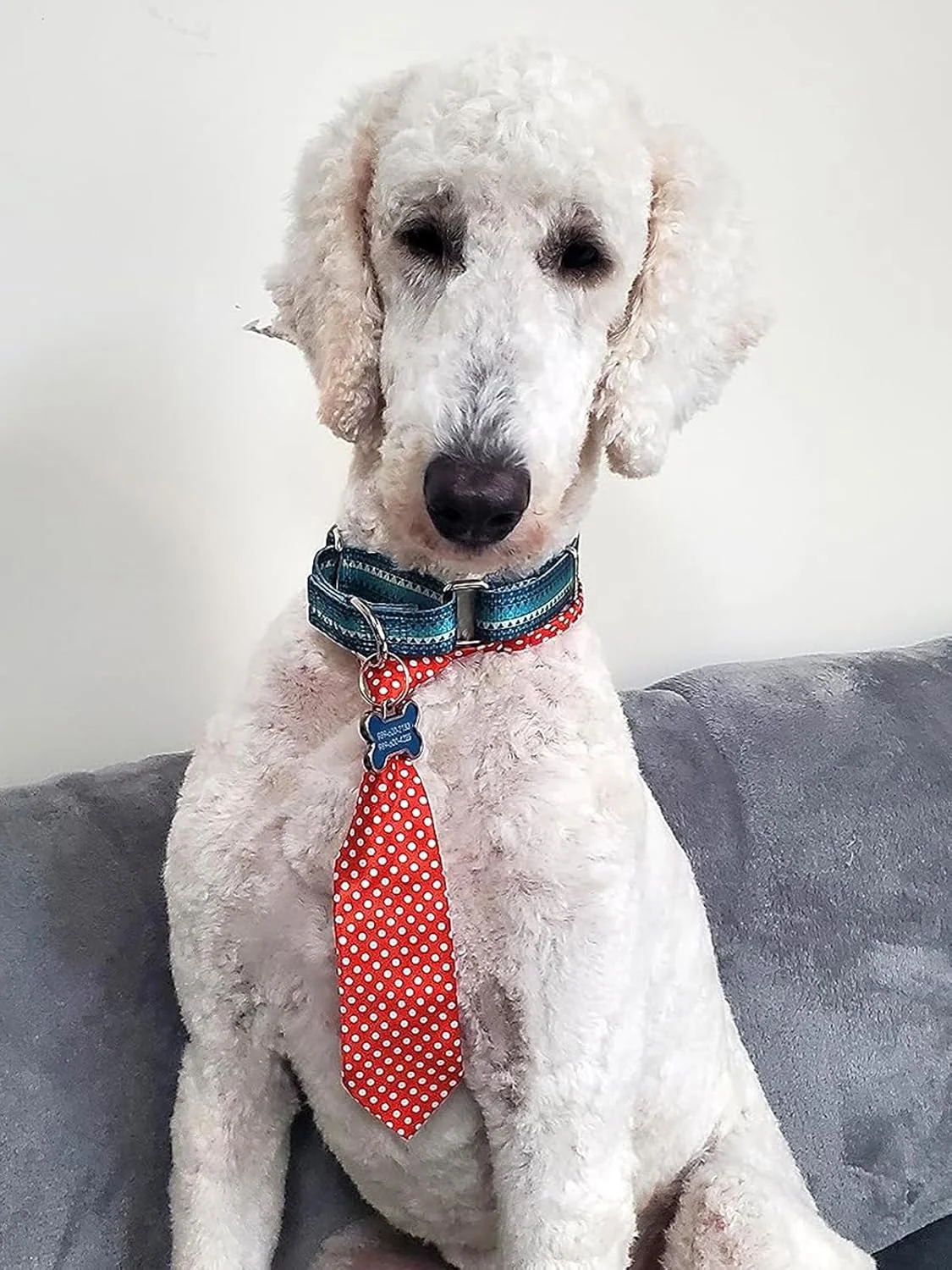 دو عدد کراوات سگ برای سگ های بزرگ، کراوات حیوانات خانگی با قلاده قابل تنظیم، لوازم آرایش برای سگ های زن و مرد برای روز ولنتاین، تولدها، نقش های عروسی دو عدد کراوات سگ برای سگ های بزرگ، کراوات حیوانات خانگی با قلاده قابل تنظیم، لوازم آرایش برای سگ های زن و مرد برای روز ولنتاین، تولدها، نقش های عروسی