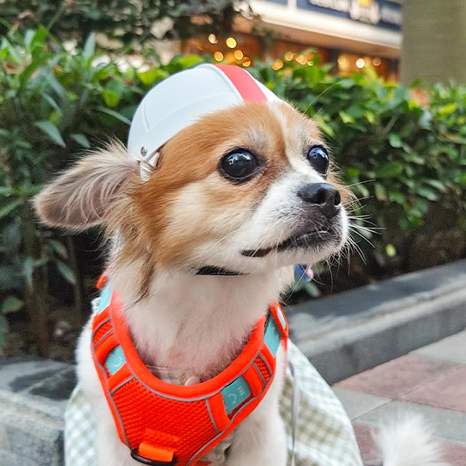 کلاه ایمنی سگ پتلسو، کلاه ایمنی حیوانات خانگی برای سگ و گربه کوچک، کلاه ایمنی سخت با کمربند قابل تنظیم، محافظت از سر برای توله سگ، مناسب فعالیت های خارج از منزل، سفید-نارنجی سایز S