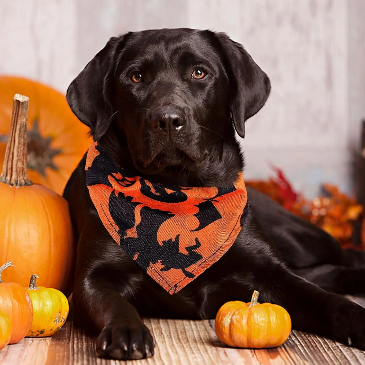 پیشبند یقه سگ هالووین پاپت پاپ، 3 عدد پیشبند حیوان خانگی توله سگ، روسری مثلثی، حوله بزاق، دکور گردنبند حیوان خانگی، لوازم جانبی لباس سگ (بنفش، مشکی، نارنجی)