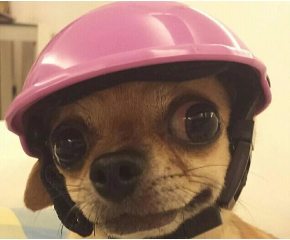 کلاه ایمنی حیوانات خانگی، کلاه ایمنی ABS خنک و پلاستیکی برای سگ، محافظت در برابر آفتاب و باران (سایز S، سفید) کلاه ایمنی حیوانات خانگی، کلاه ایمنی ABS خنک و پلاستیکی برای سگ، محافظت در برابر آفتاب و باران (سایز S، سفید)