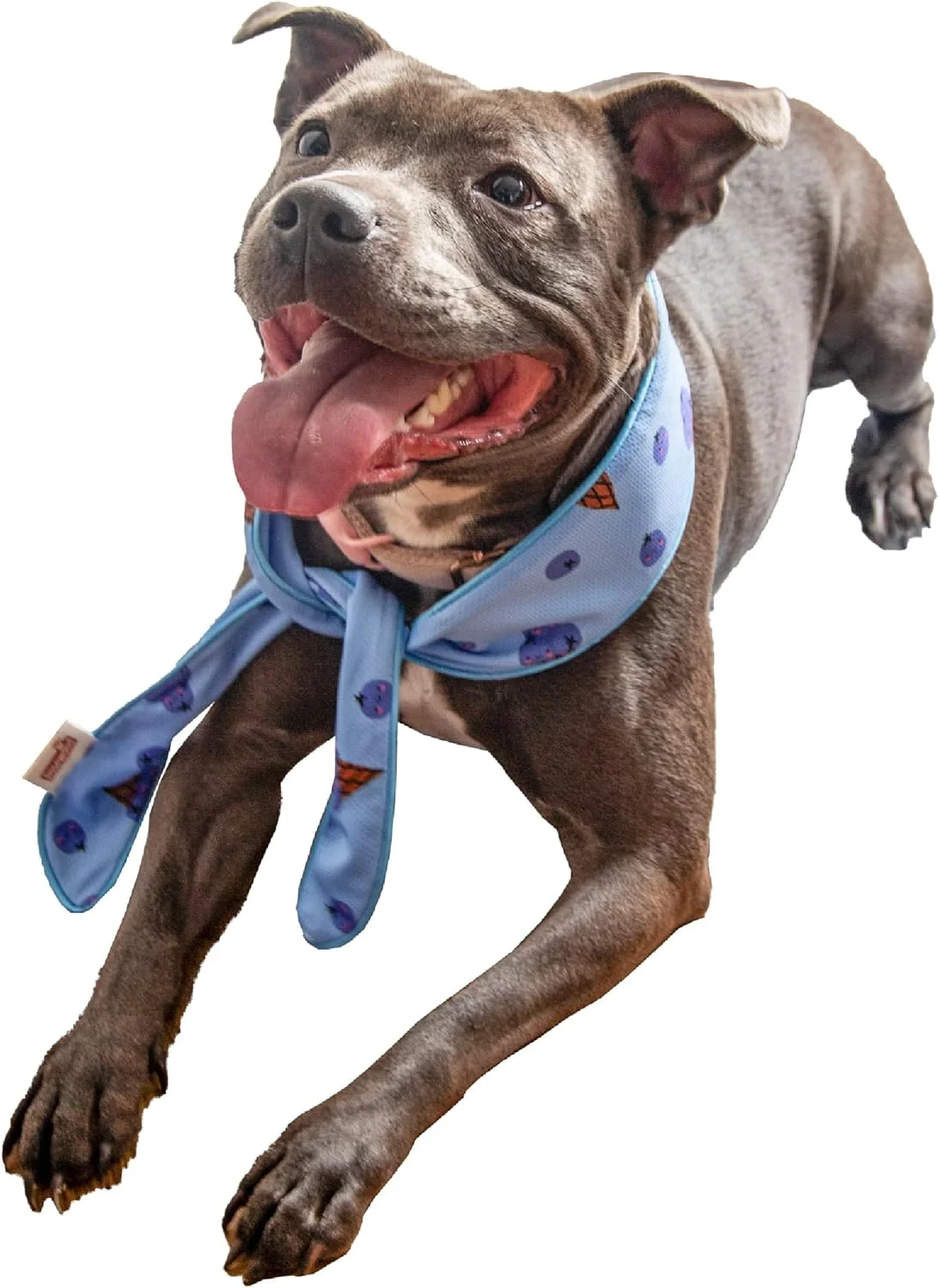 دستمال گردن خنک کننده سگ، سایز کوچک - طرح بستنی بلوبری، قابلیت تنظیم، قسمت فوم جاذب، خیس کنید و منجمد کنید برای تسکین فوری خنک کننده، دستمال سر برای سگ های کوچک