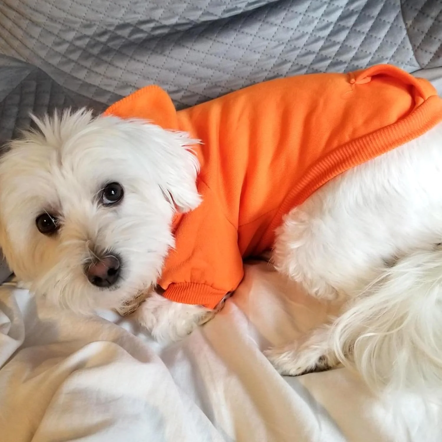 هودی سگ زمستانی با جیب و کلاه، لباس گرم سگ برای سگ های کوچک، کت، لباس توله سگ و گربه (X-Small نارنجی)