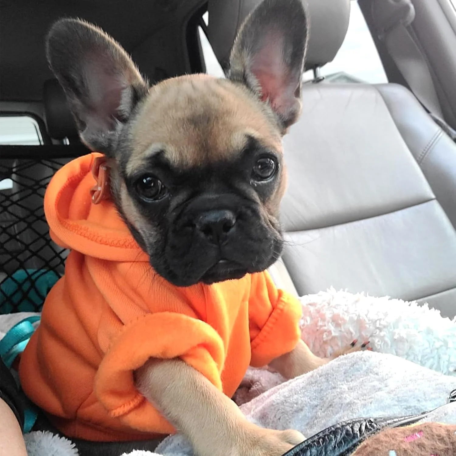 هودی سگ زمستانی با جیب و کلاه، لباس گرم سگ برای سگ های کوچک، کت، لباس توله سگ و گربه (X-Small نارنجی)