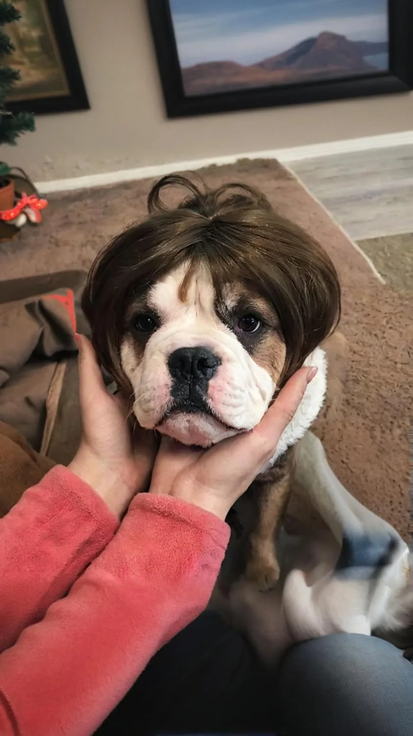 کلاه گیس سگ همراه با گل سر برای سگ های کوچک، متوسط و بزرگ - تزئینات گربه برای هالووین و مهمانی ها کلاه گیس سگ همراه با گل سر برای سگ های کوچک، متوسط و بزرگ - تزئینات گربه برای هالووین و مهمانی ها