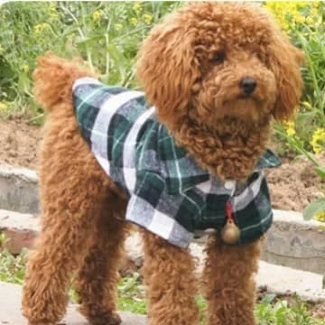 تی‌شرت سگ و گربه Nvzi-b، پیراهن تنفسی حیوانات خانگی، لباس سگ توله سگ، کت و شلوار برای سگ‌ها و گربه‌های کوچک و متوسط، XL، A36