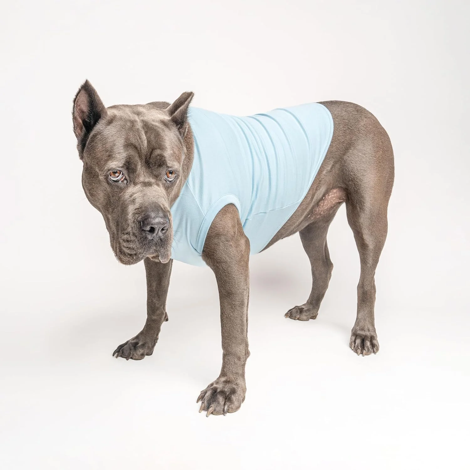 تی‌شرت سگ طرح «برادر بزرگتر برای انسان کوچکم» از Tees & Tails، مناسب توله سگ، نژادهای کوچک و بزرگ (آبی آسمانی، سایز کوچک 167)