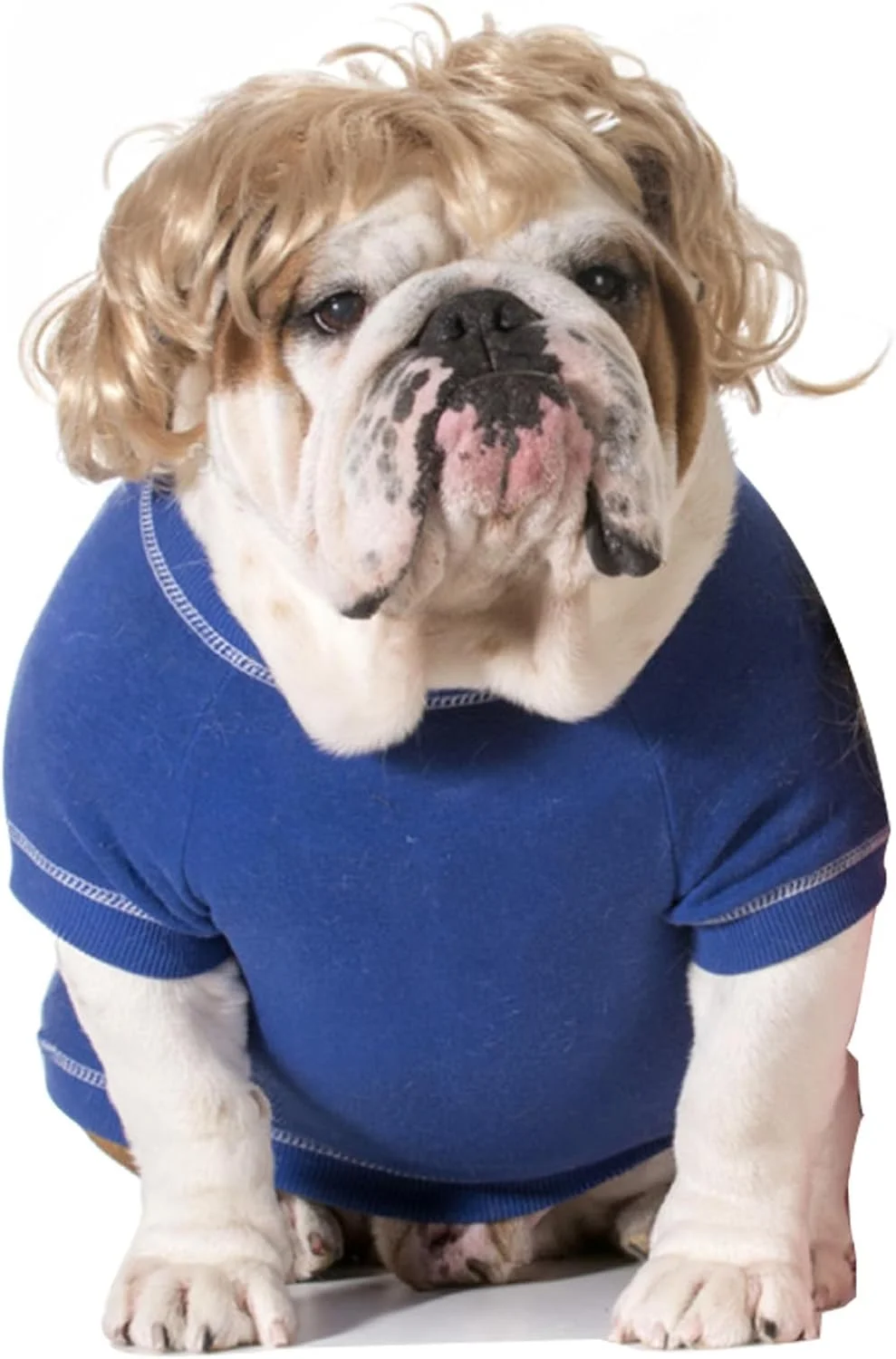 کلاه گیس فانتزی سگ، پوشاک سر، لباس حیوانات خانگی، لباس گربه برای هالووین، کریسمس، مهمانی ها، جشنواره ها (موهای فرفری بلوند) کلاه گیس فانتزی سگ، پوشاک سر، لباس حیوانات خانگی، لباس گربه برای هالووین، کریسمس، مهمانی ها، جشنواره ها (موهای فرفری بلوند)