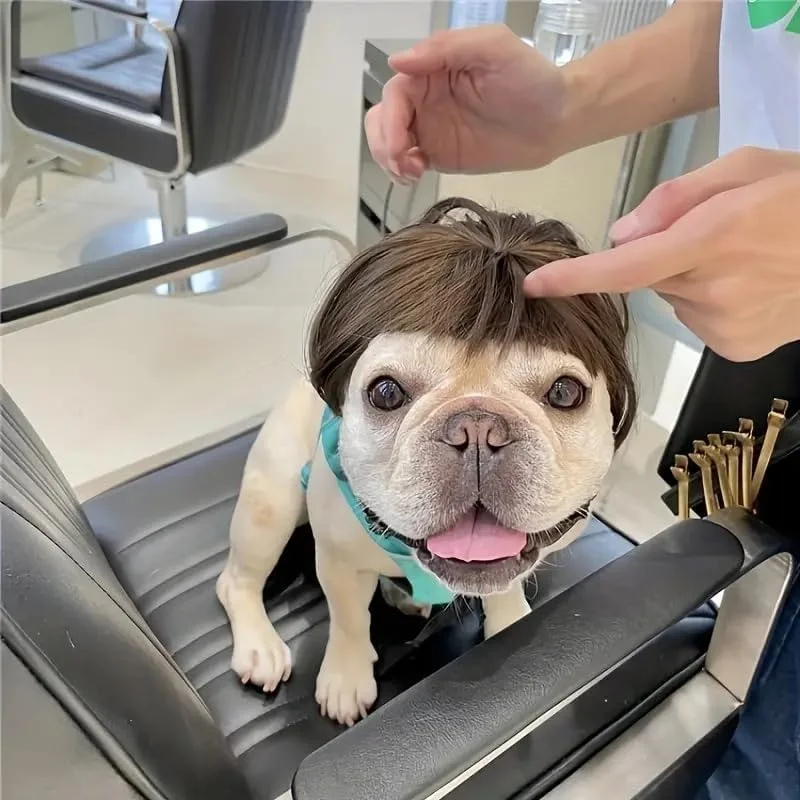 کلاه گیس خنده دار سگ برای سگ های کوچک، متوسط و بزرگ، قابل تنظیم، لباس حیوانات خانگی، تزئینات فانتزی گربه برای هالووین، کریسمس، مهمانی ها (قهوه ای تیره)