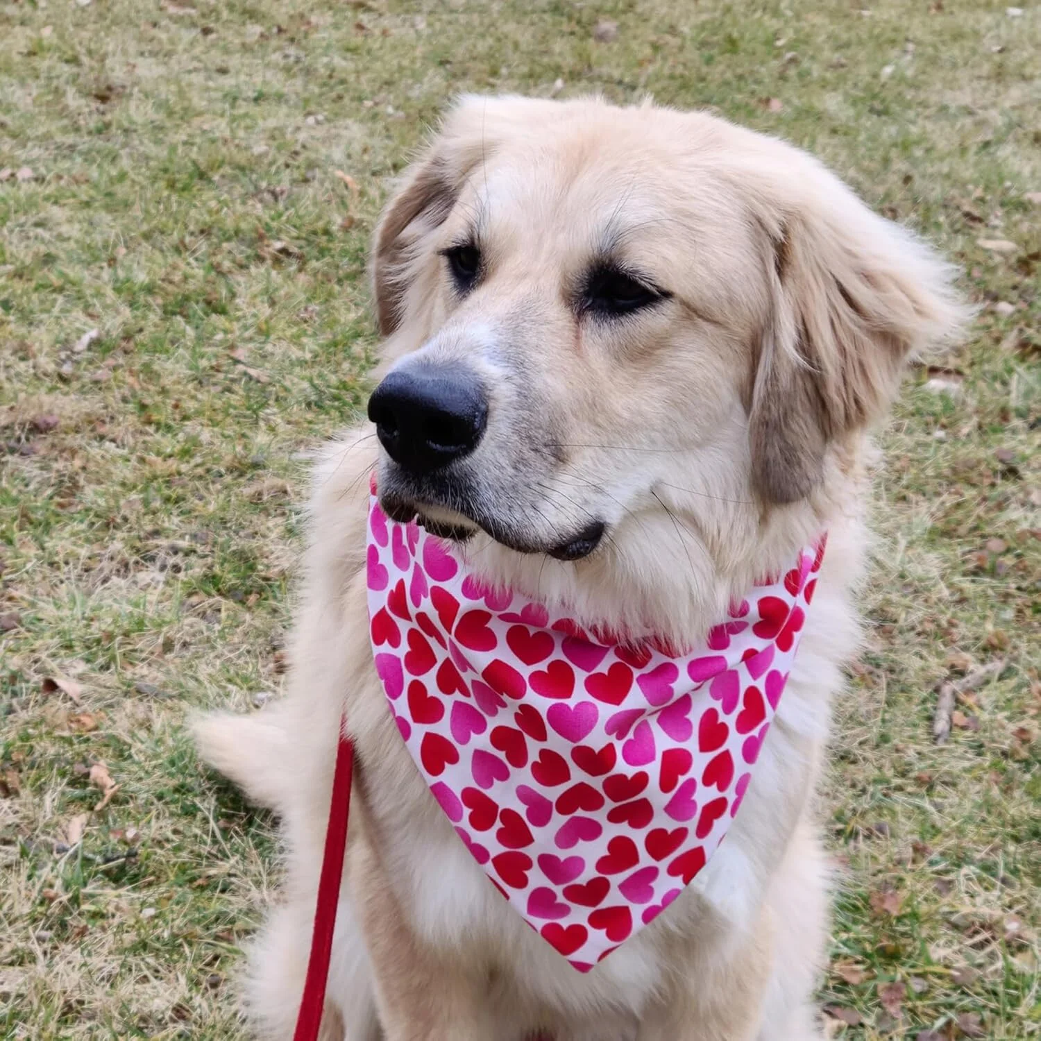 دستمال گردن سگ طرح قلب صورتی، بسته 2 عددی، شال گردن حیوانات خانگی برای پسر و دختر، دستمال گردن عمده برای سگ های خیلی بزرگ دستمال گردن سگ طرح قلب صورتی، بسته 2 عددی، شال گردن حیوانات خانگی برای پسر و دختر، دستمال گردن عمده برای سگ های خیلی بزرگ
