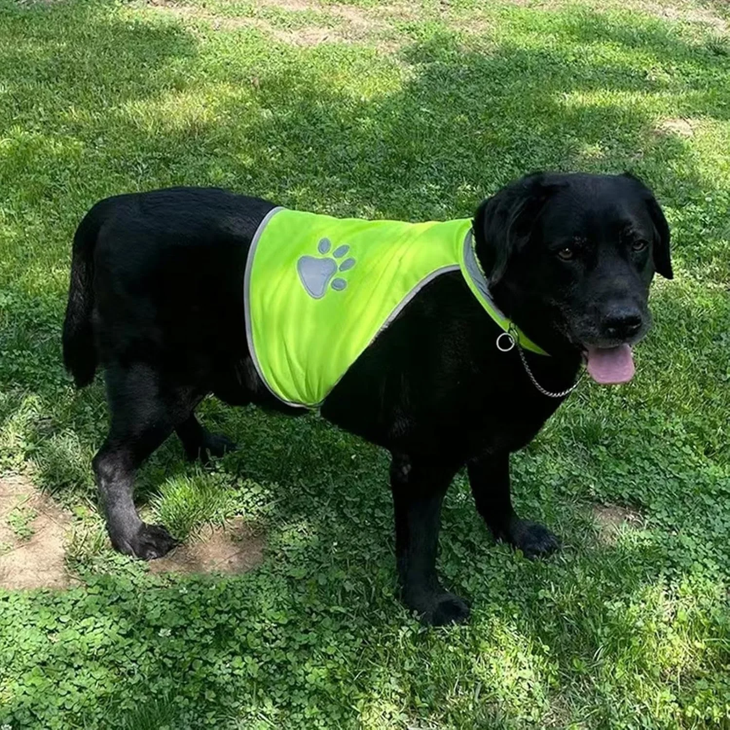 جلیقه بازتابنده - جلیقه حیوان خانگی سگ فلورسنت ایمنی، لباس شب سگ با دید بالا، جلیقه امنیتی حیوان خانگی، تجهیزات قابل مشاهده برای گردش و ماجراجویی